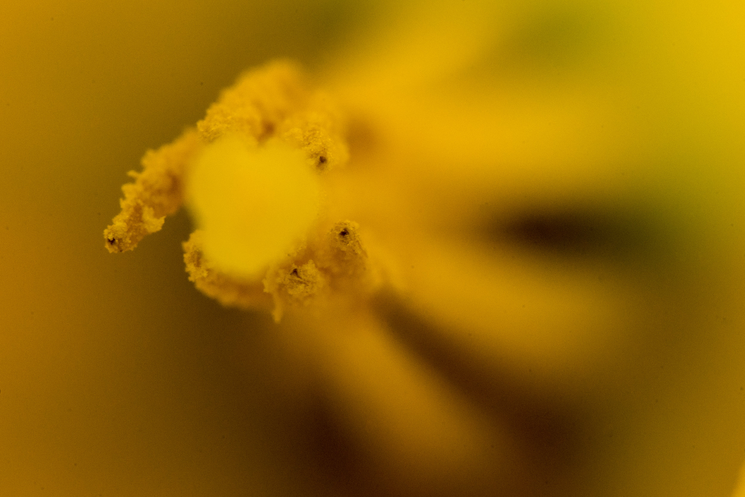 Frühling-7.jpg