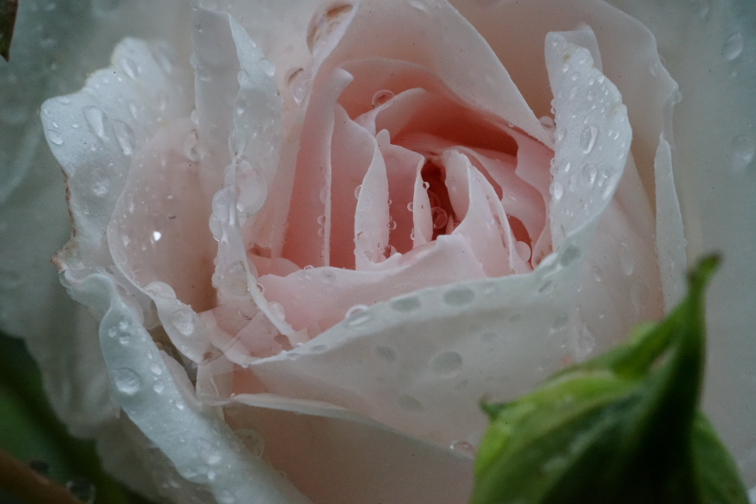 Rosa Strauchrose.jpg