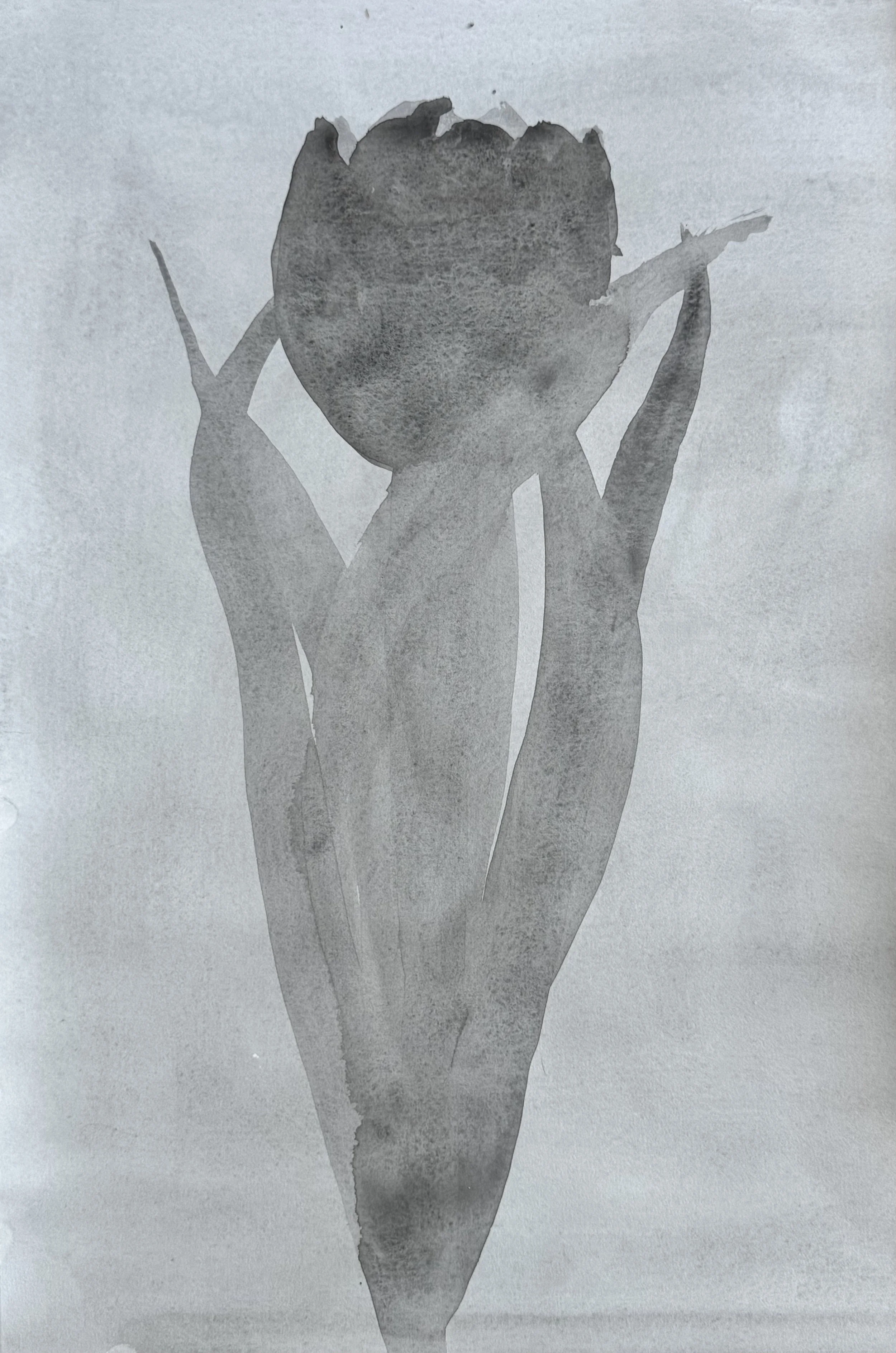   Tulip  