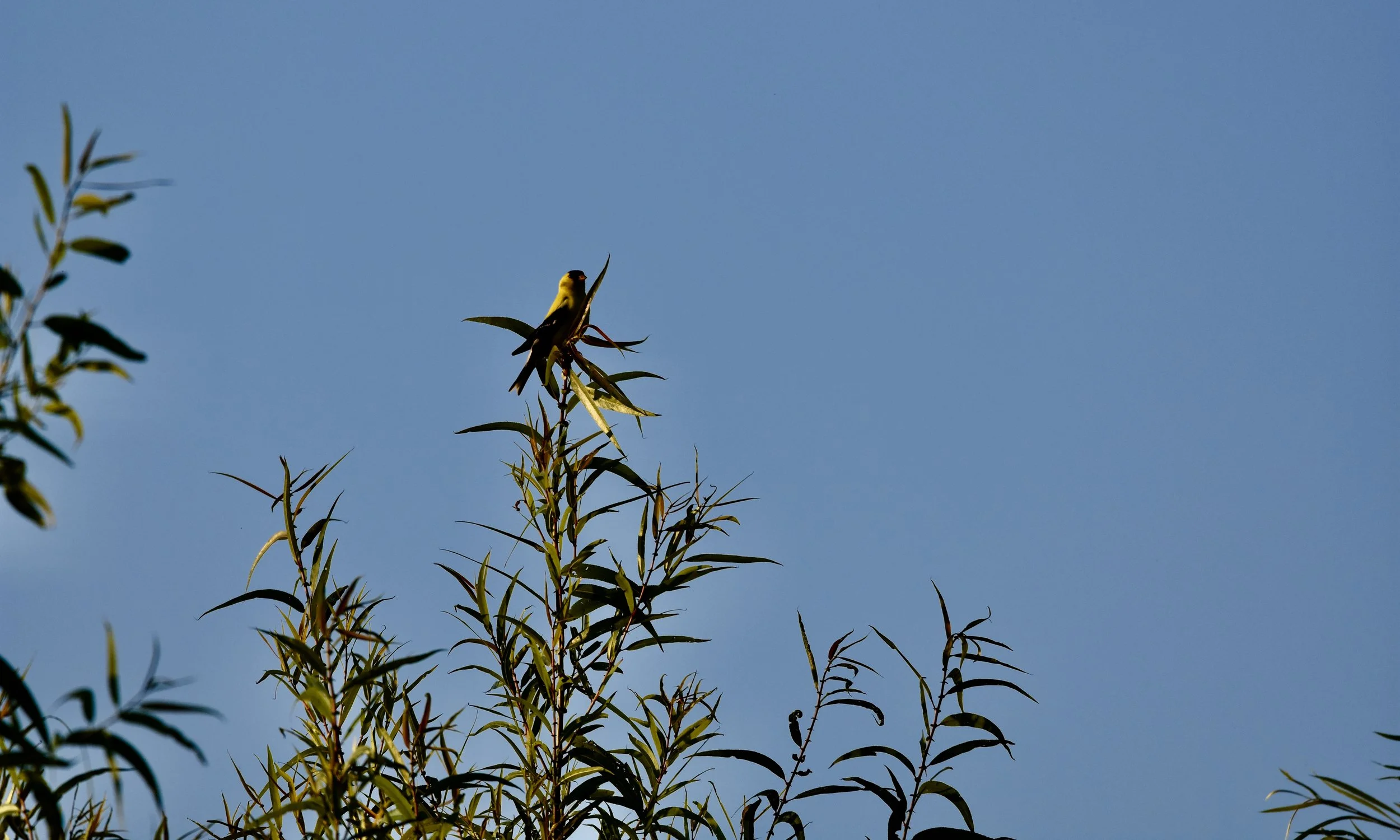 American goldfinch