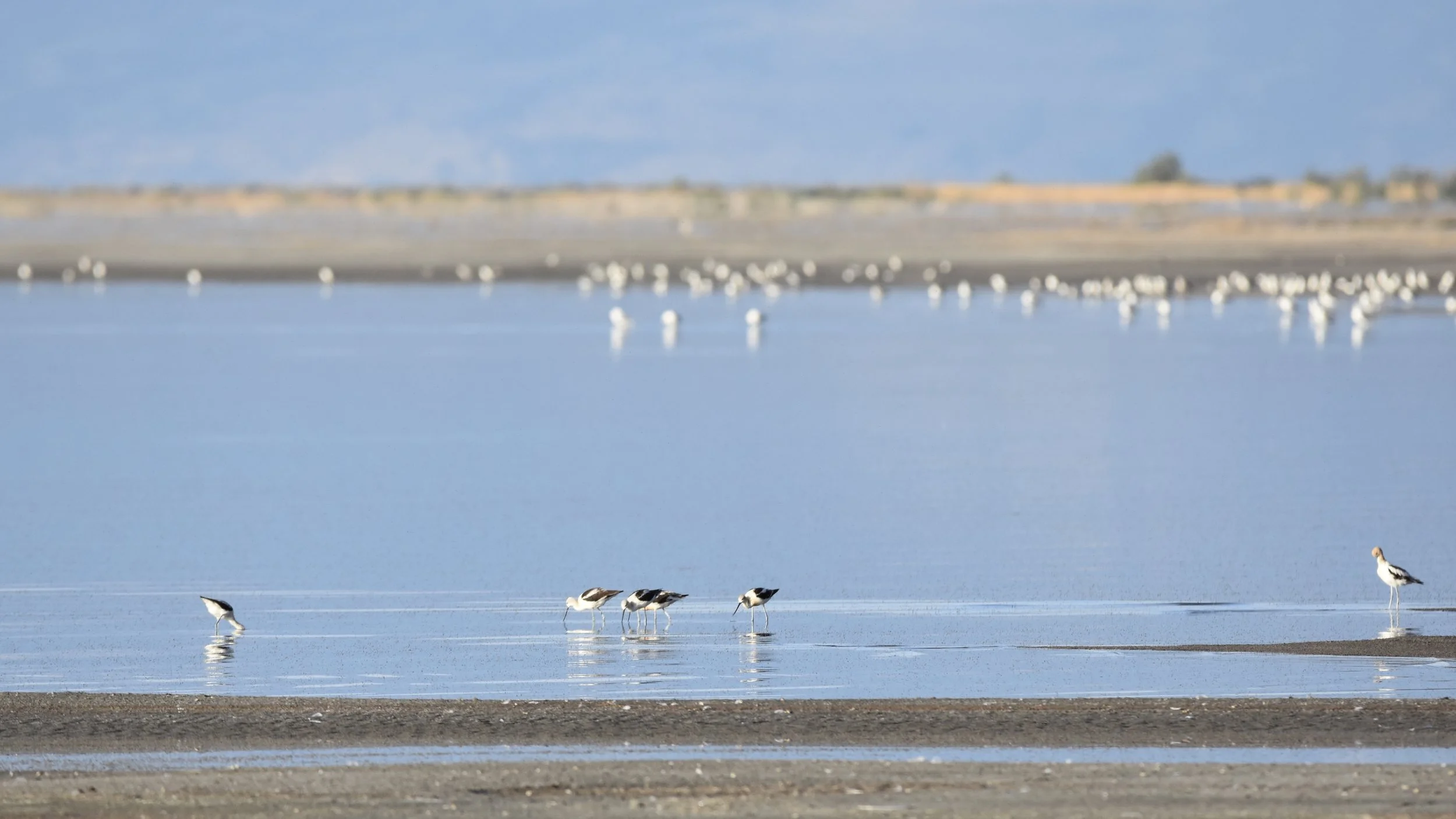 Black-necked stilt ( Himantopus mexicanu s)
