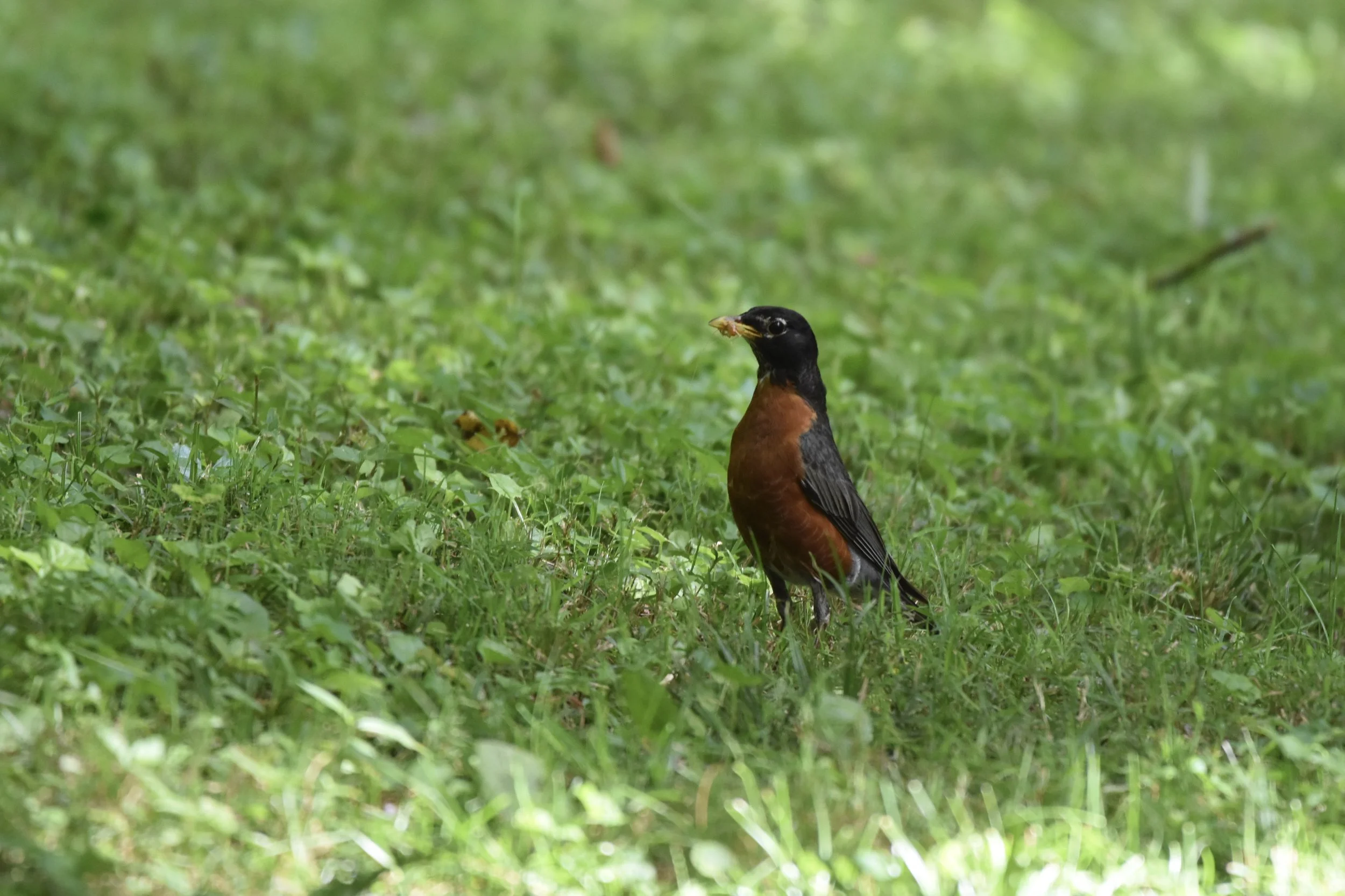 The American Robin ( Turdus migratorius )