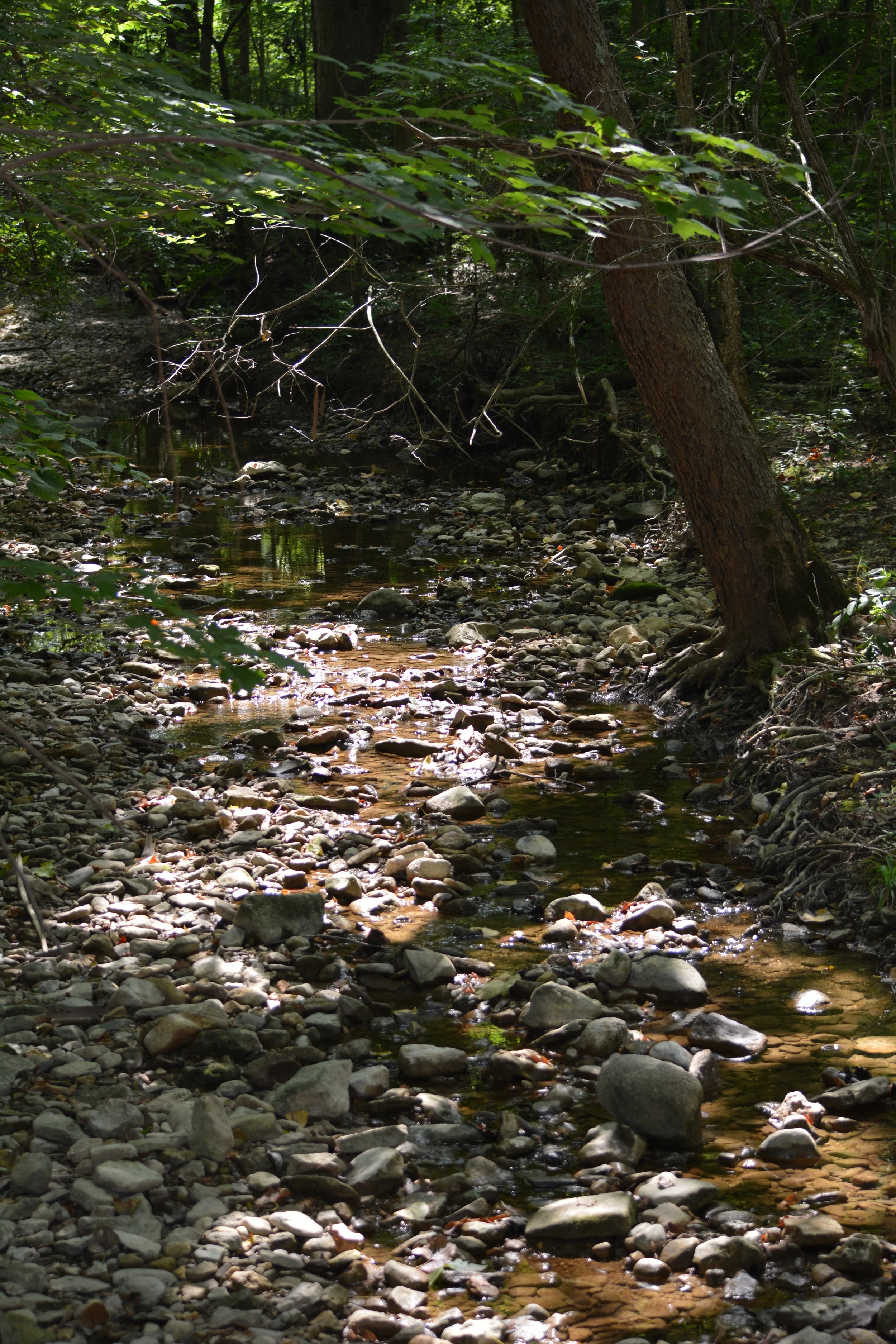  Takes at Charleston Falls Preserve by Teresa 