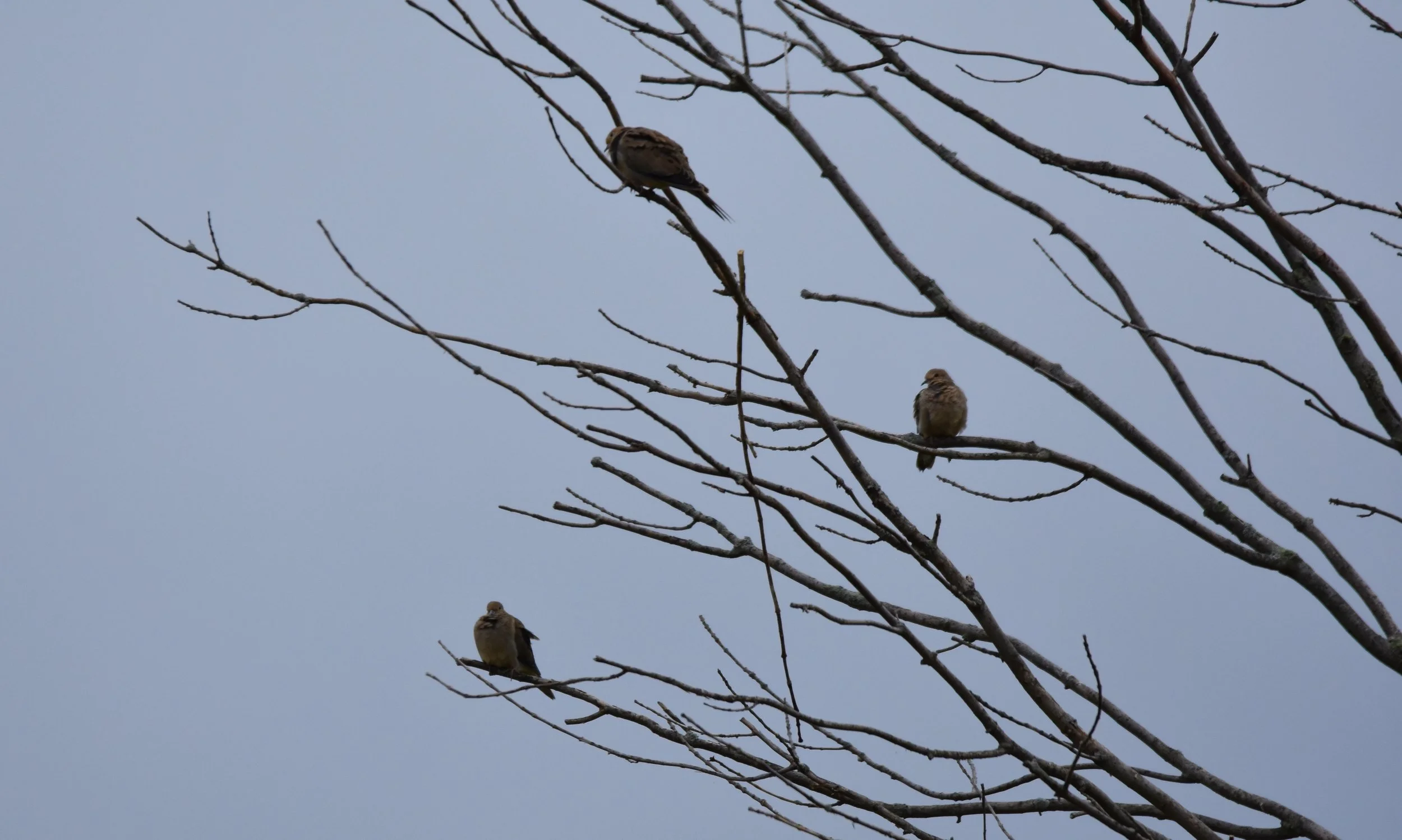 Mourning doves (Zenaida Macroura)