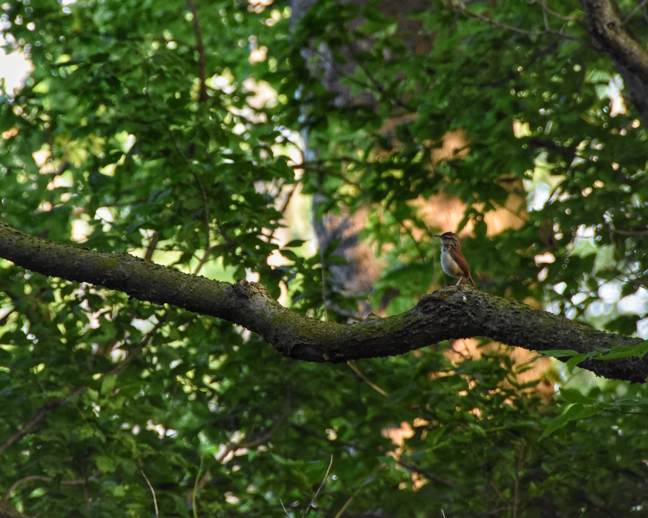 Winter or House Wren (Troglodytes hiemalis) 