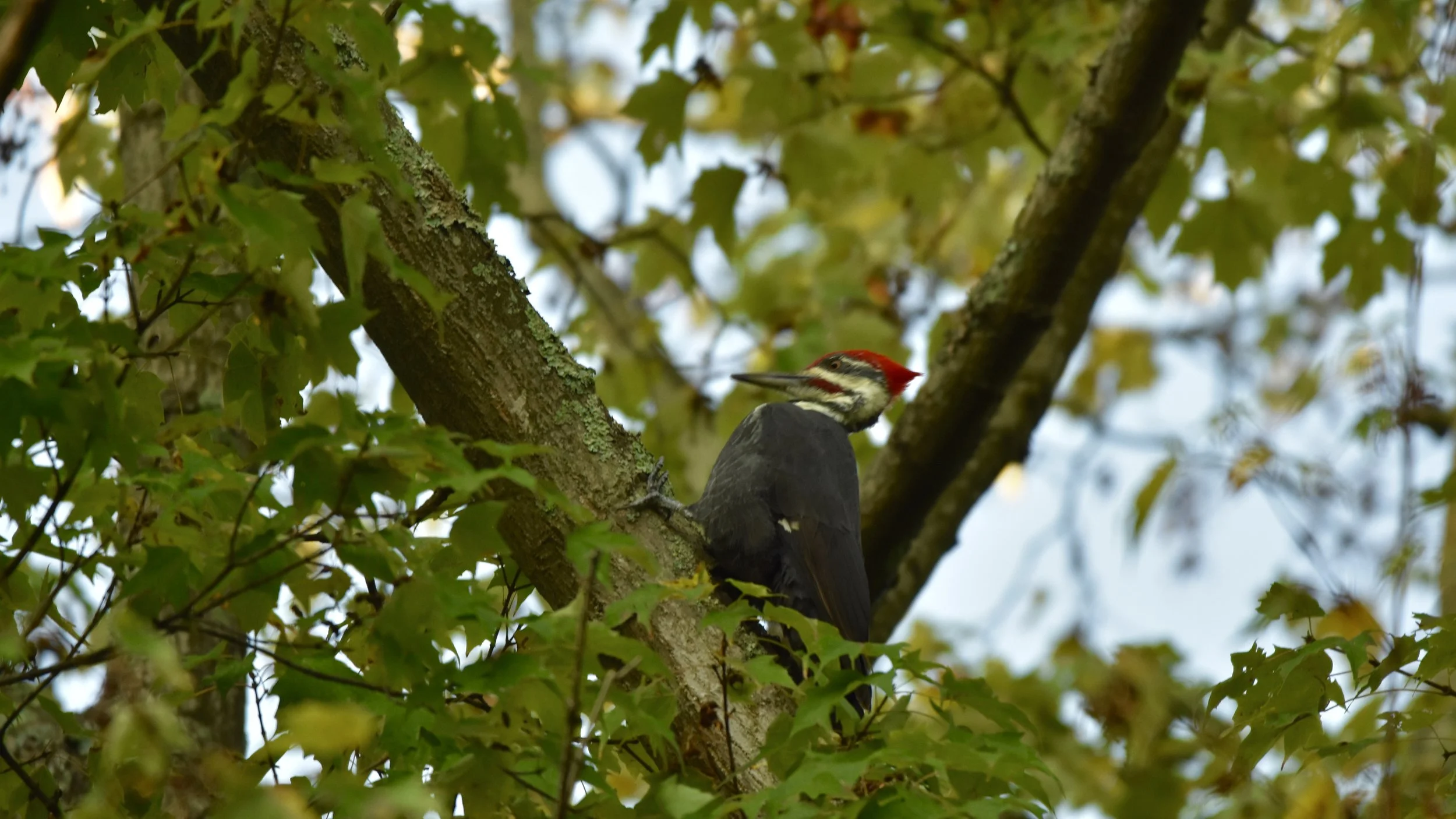 Pileated woodpecker (Dryocopus pileatus)