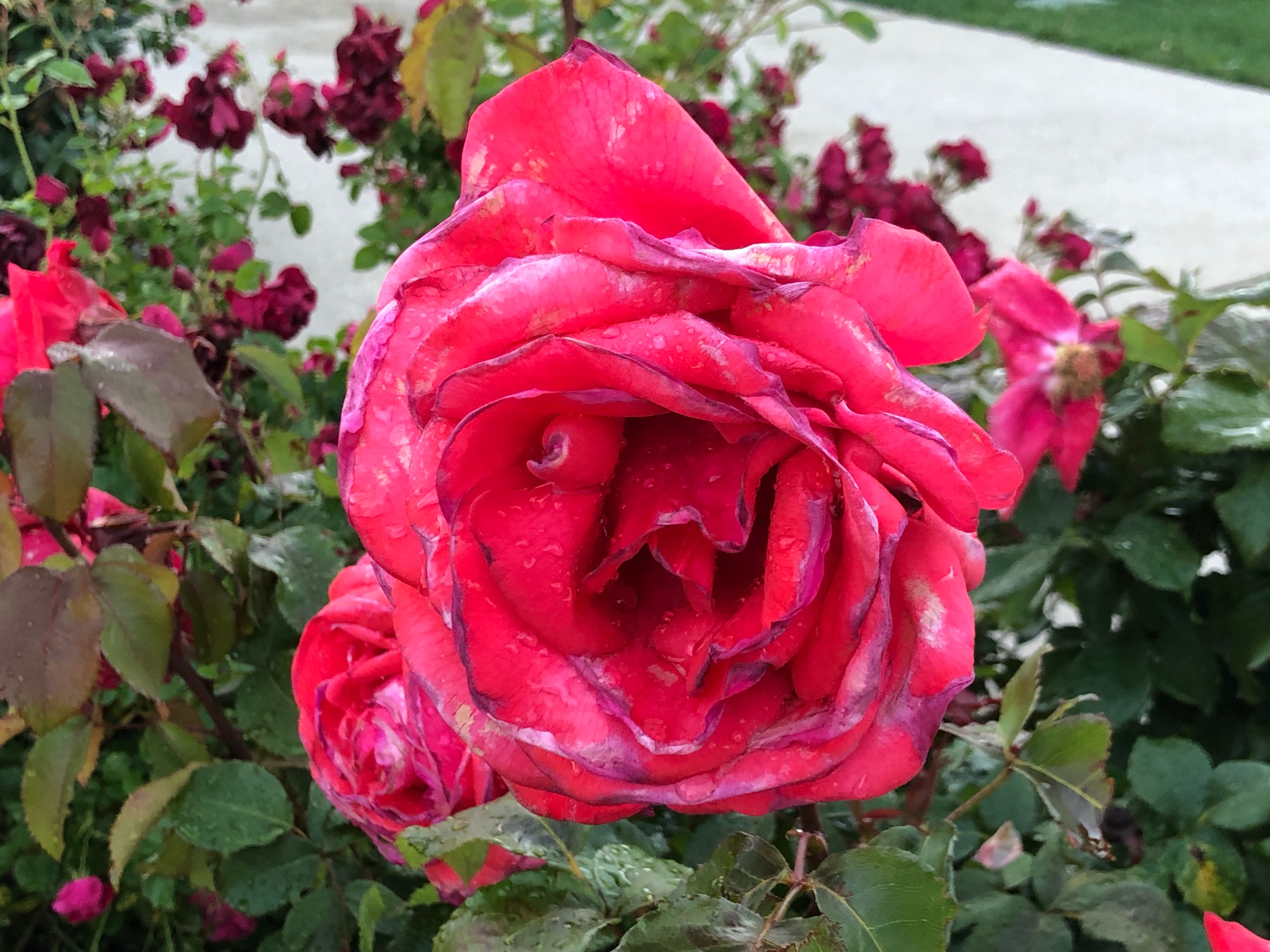 IMG_7071.jpeg
