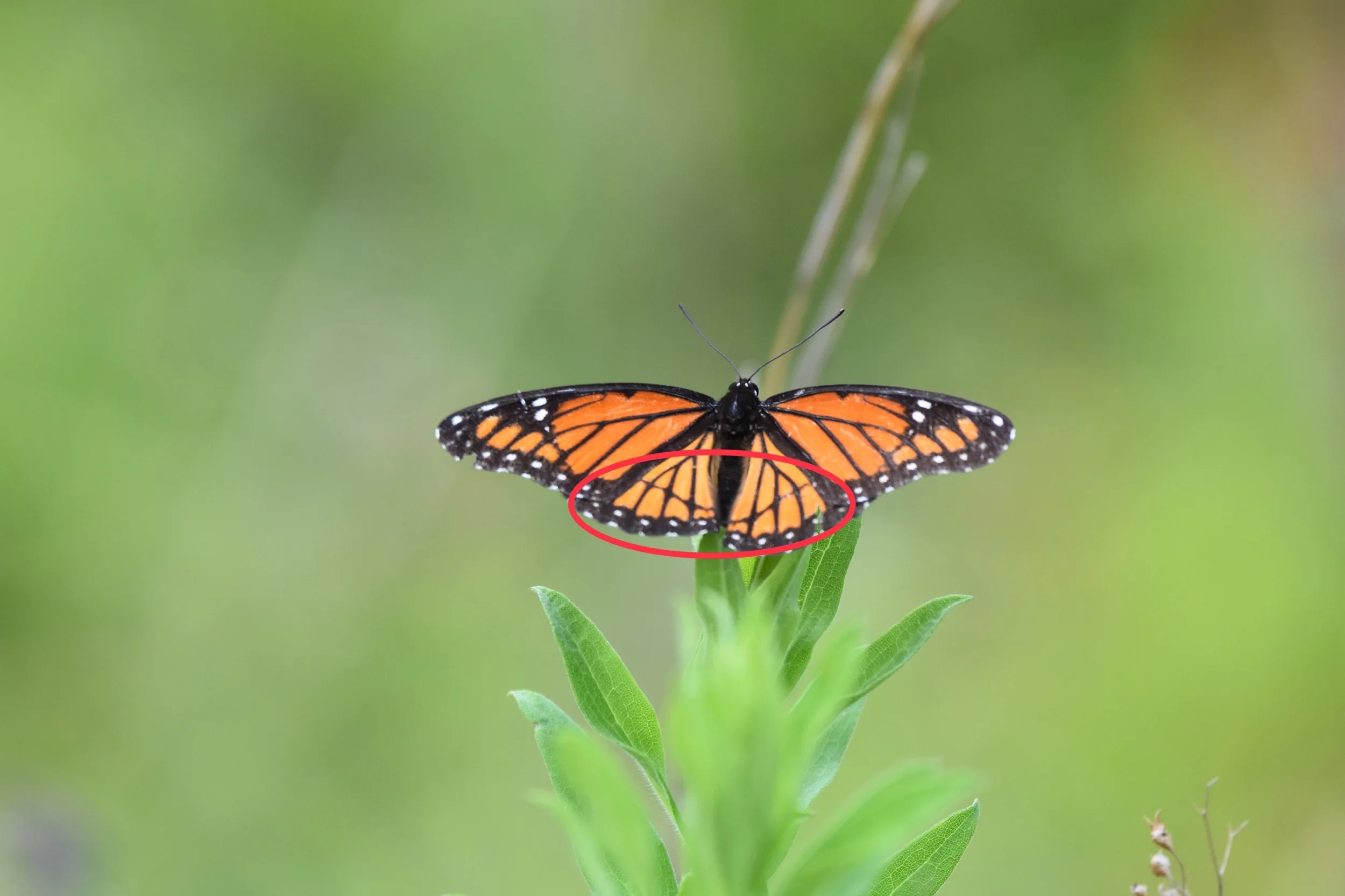 The Viceroy Buttefly