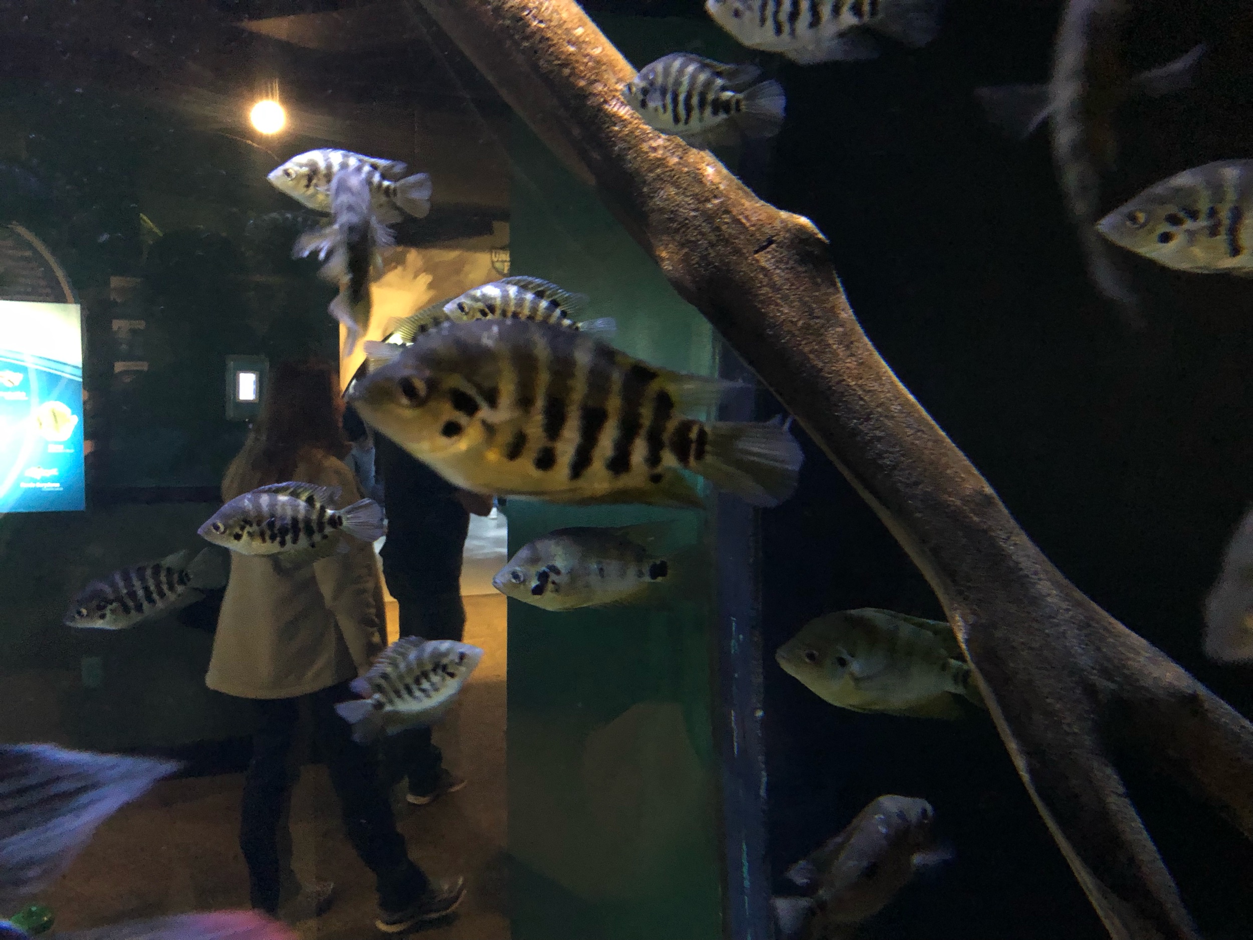 IMG_8211.jpeg
