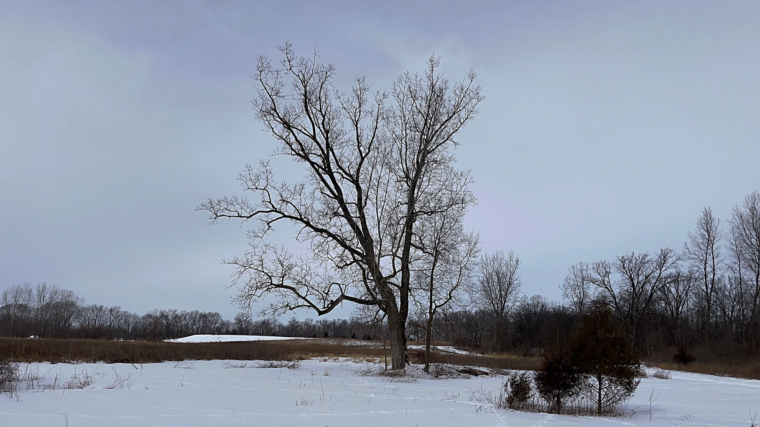 Different day, different tree