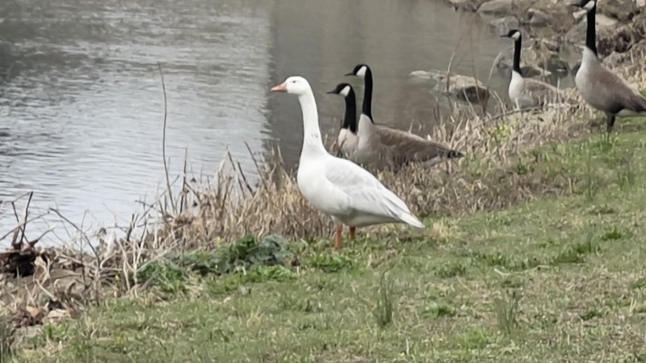 Canadian top goose miami