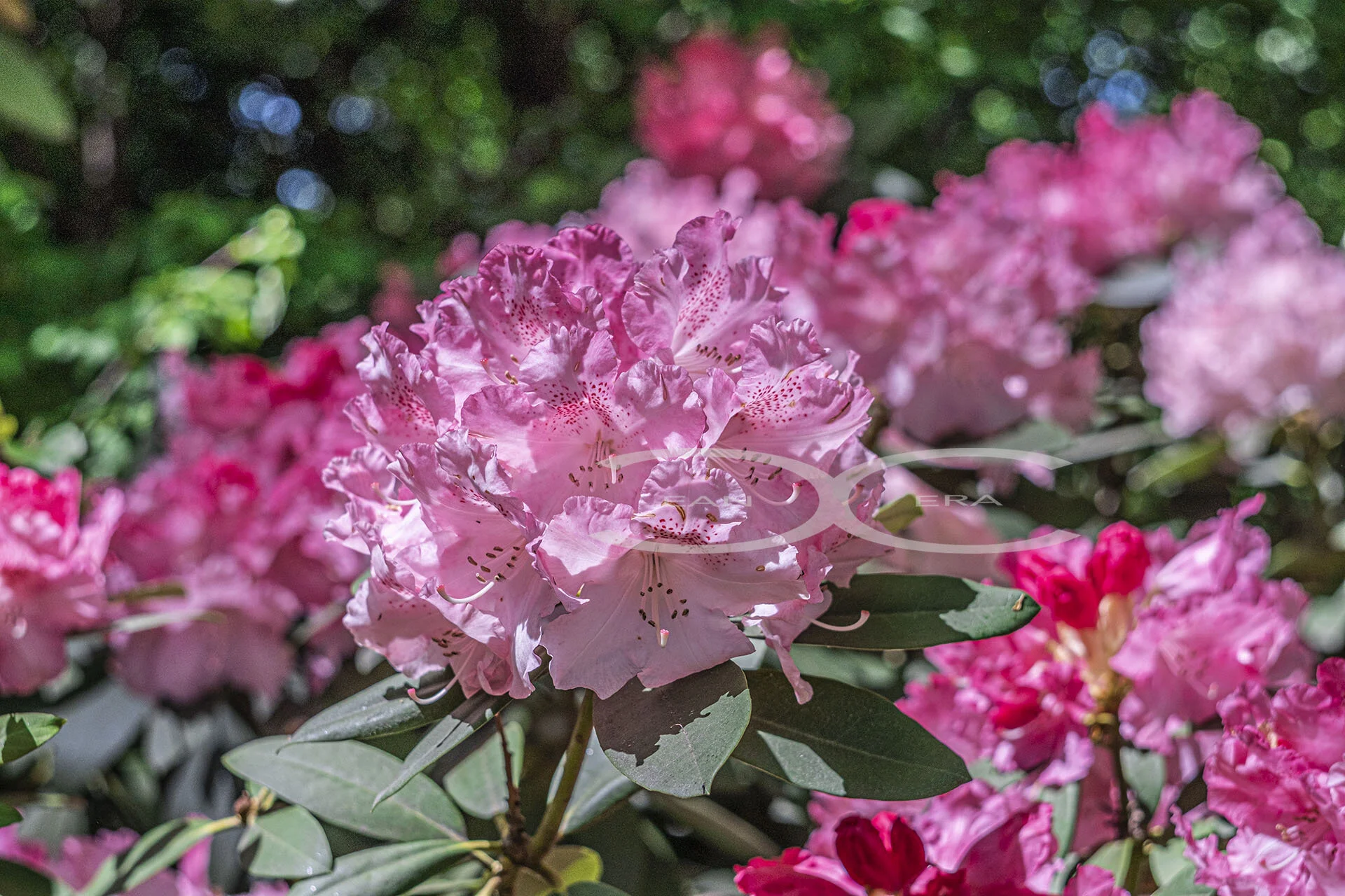 fugi xt4 flowers VIII -05112021_396 wm 1920.jpg