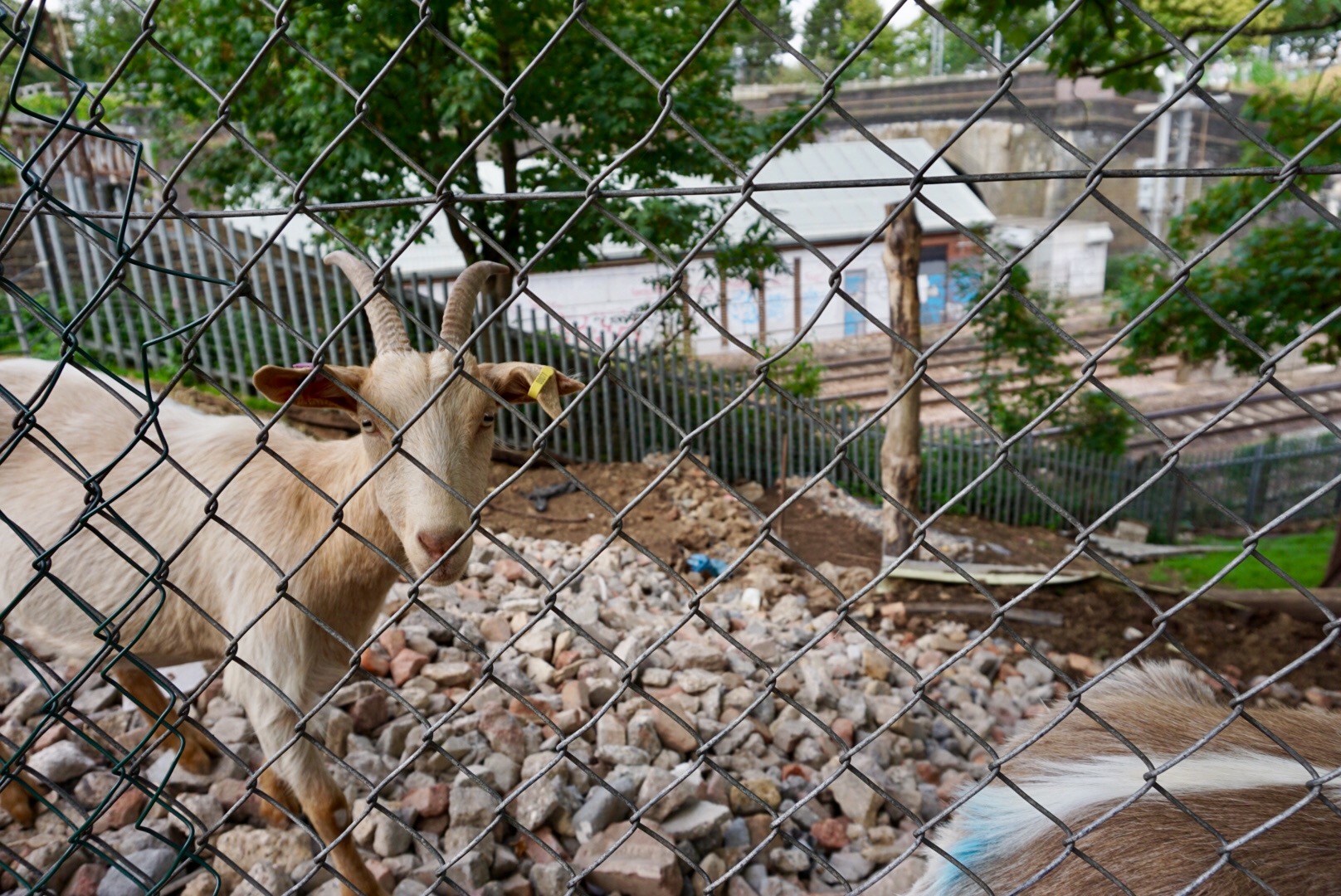 City Farm goats.jpeg