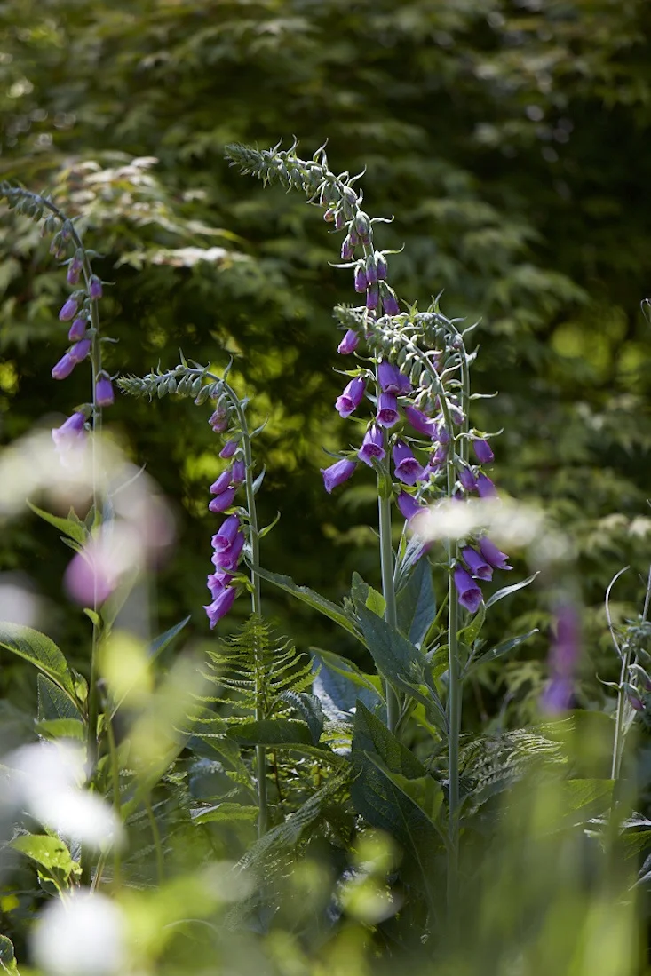 shade-garden-idea-foxgloves-bowood-britt-willoughby-dyer.jpg
