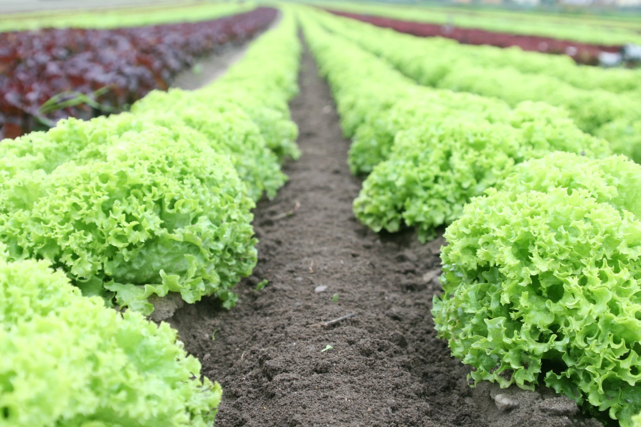 Time to Plan Your Fall Gardens               
