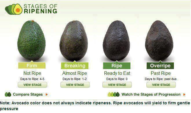 AvocadoRipens.png