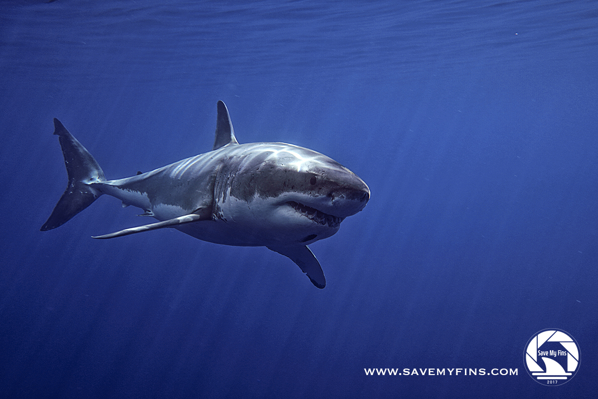 HOONSHARK3_C_logo.jpg