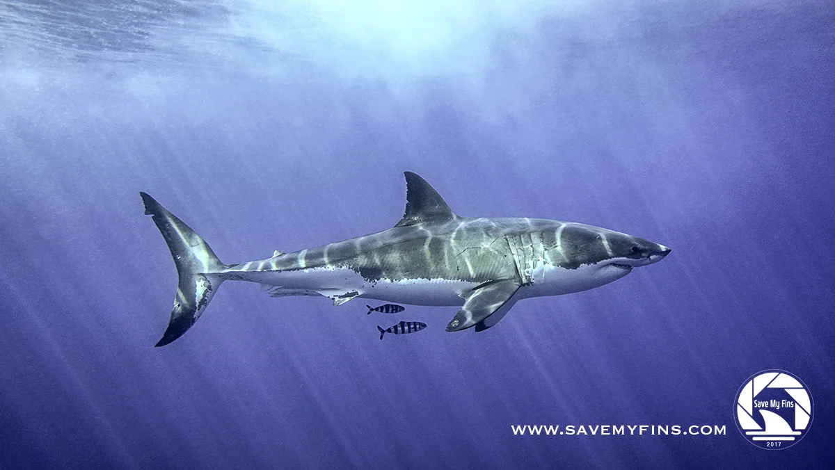 MASHARK2_C_logo.jpg