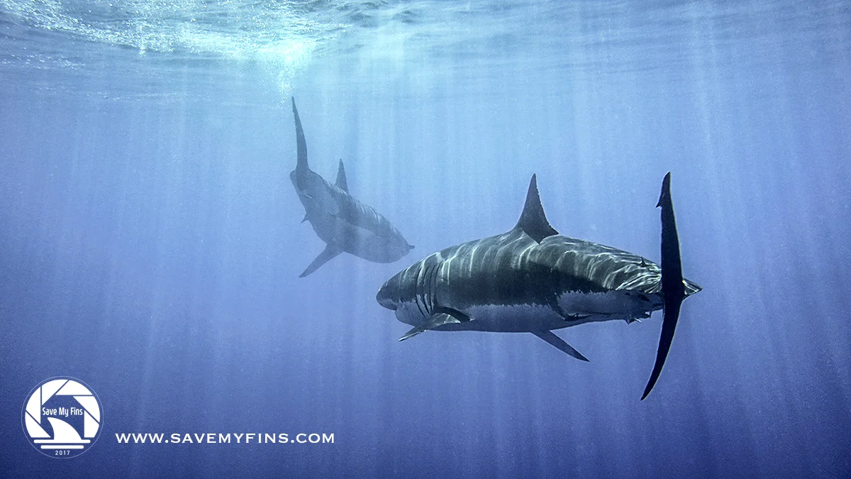 MASHARK3_C_logo.jpg