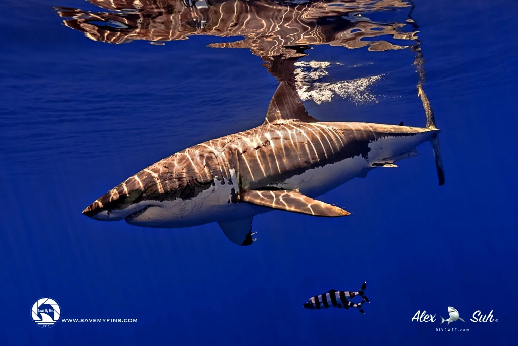 MARKED GWS w Pilot Fish Side.jpg