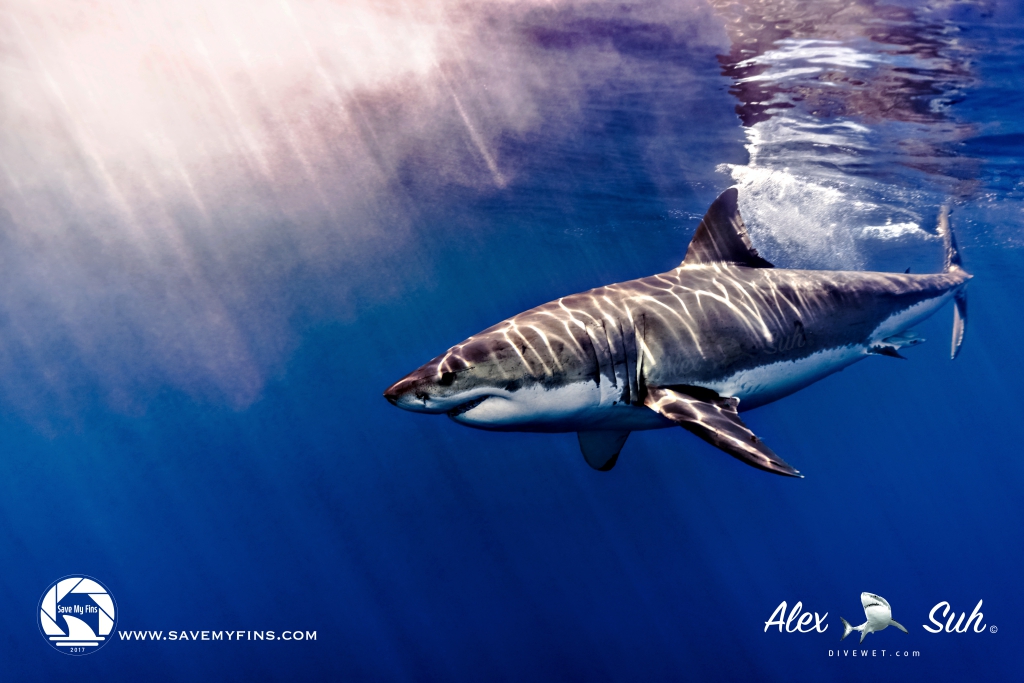 MARKED GWS Splash Down Sunrays 72dpi.jpg
