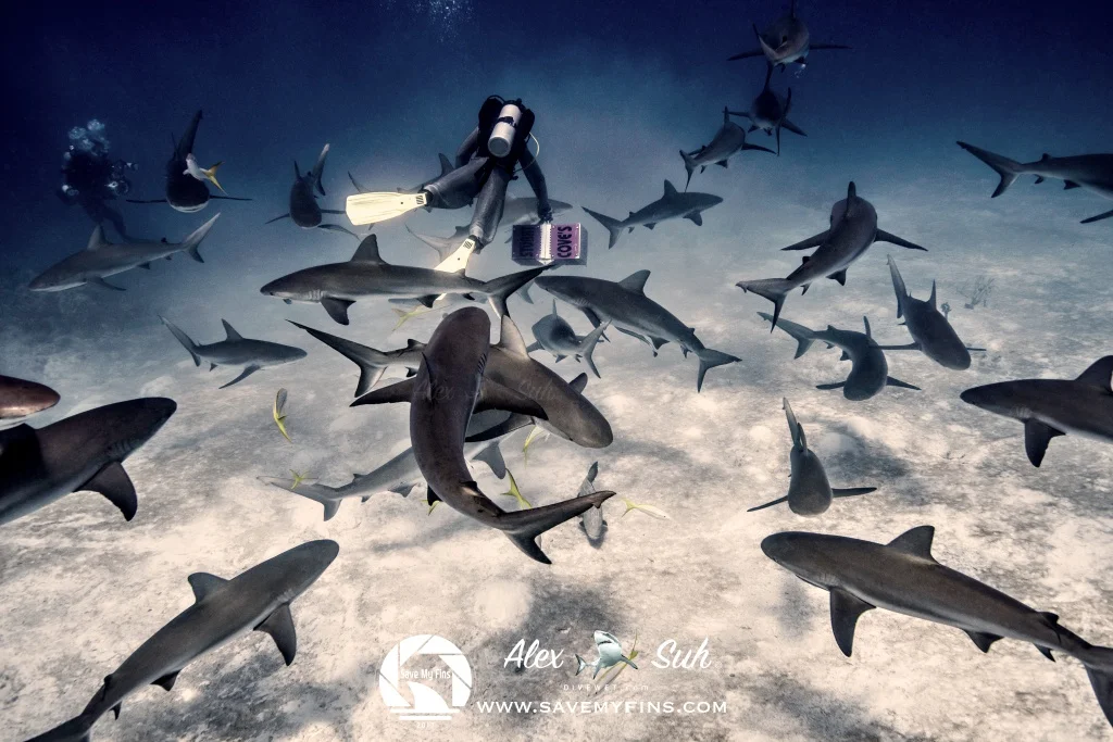MARKED Lots of Sharks Follow the Leader 72dpi.jpg