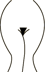 The Martini Glass ~ $62