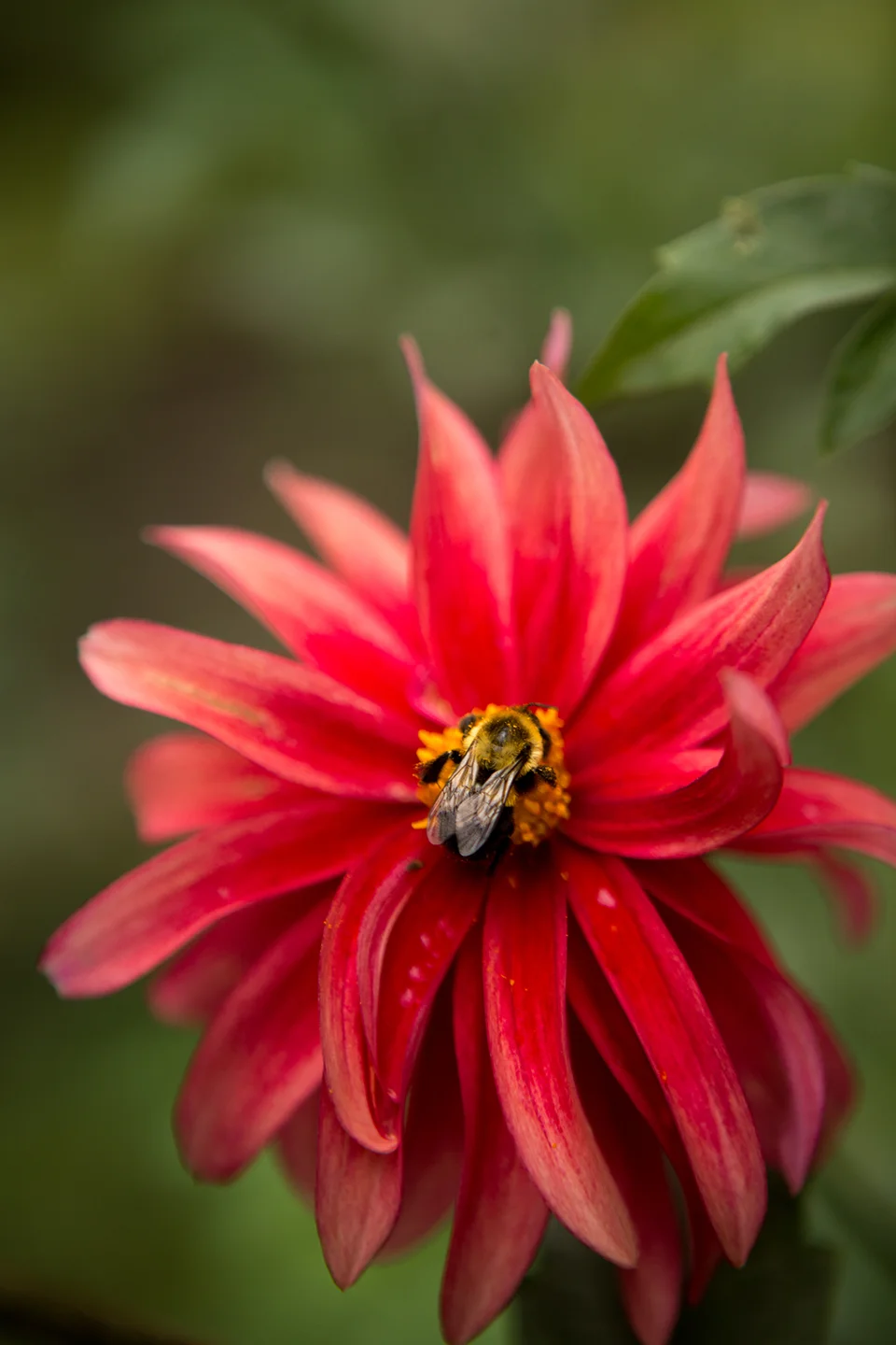 Yellow-Dahlia-with-an-Insect-6.jpg