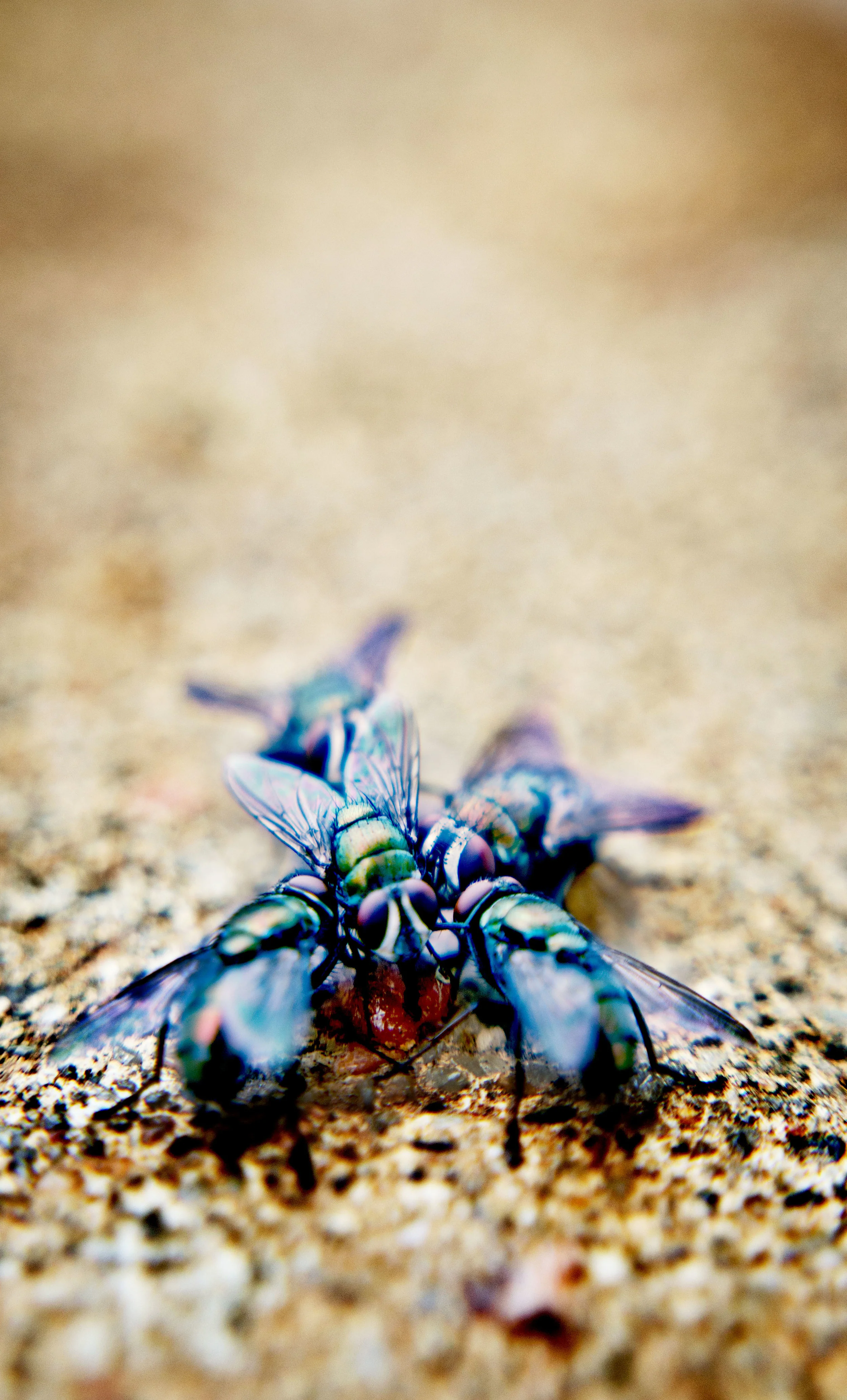 20130319_3245 as Smart Object-1.jpg