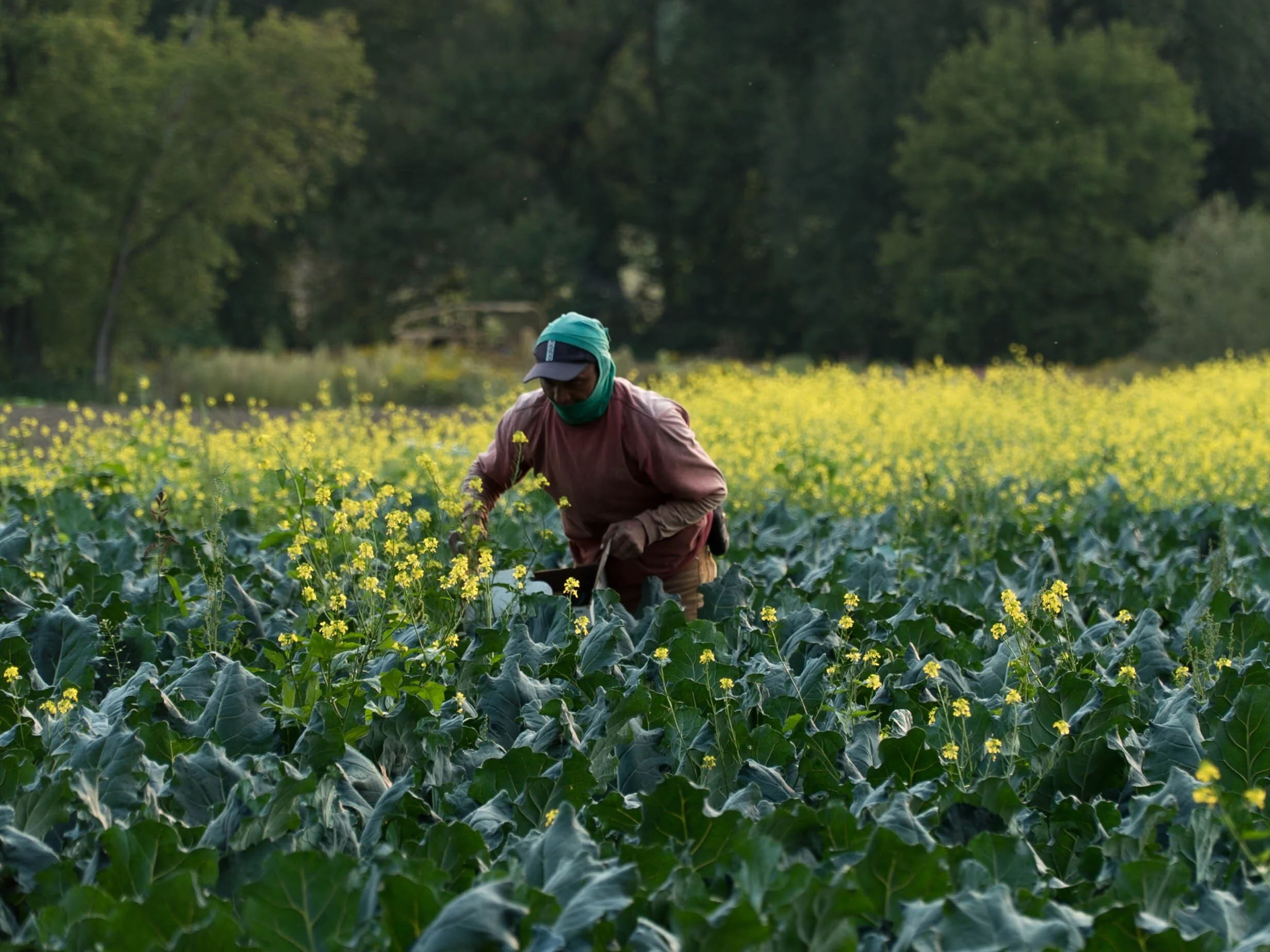 Here’s how we're supporting migrant workers this farming season