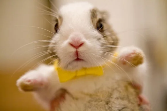 Change from Bow Ties to Diamonds