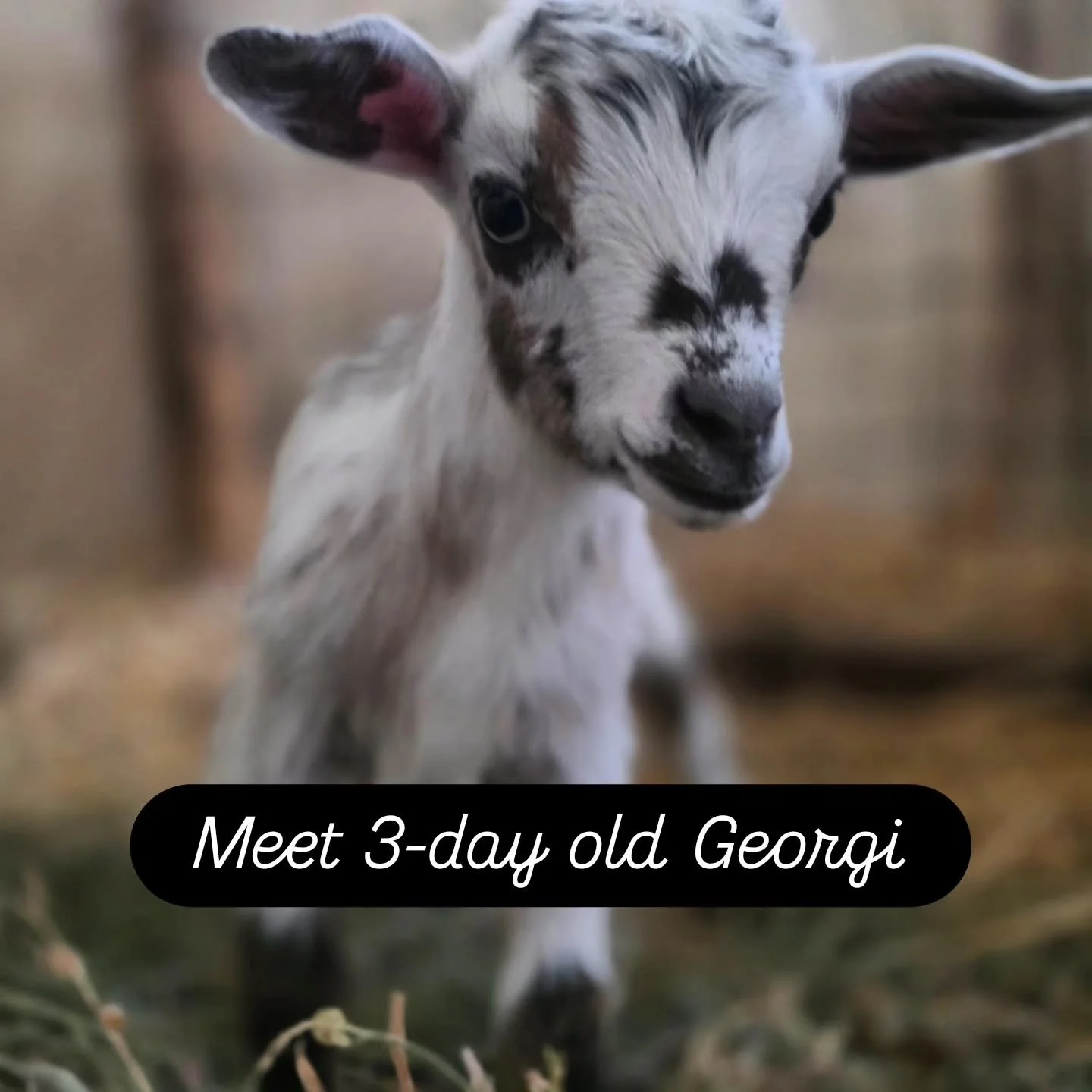 Welcome the newest birth on our farm, Georgi! #farmlife #babygoats #happyday