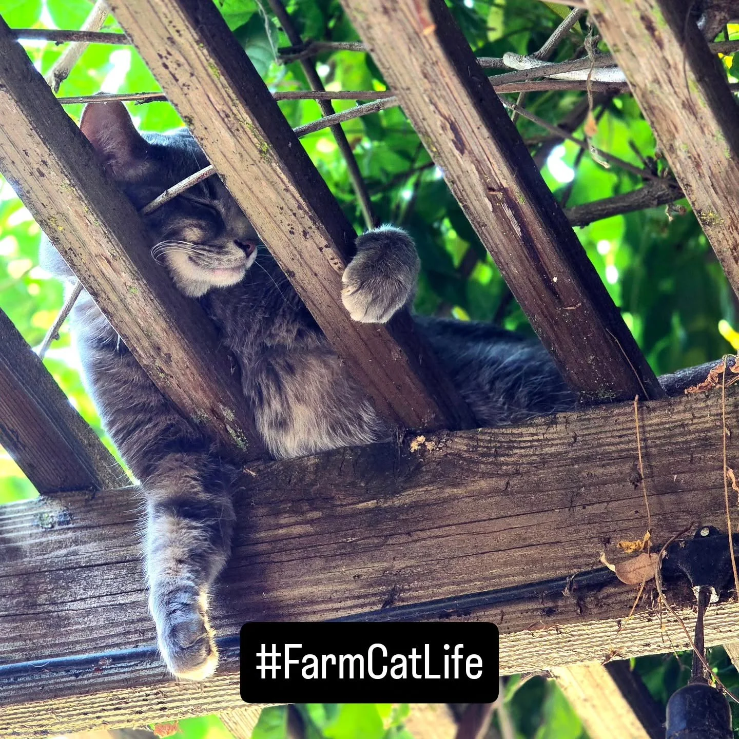Hope your week is as rewarding as Orbit taking a nap with a view!