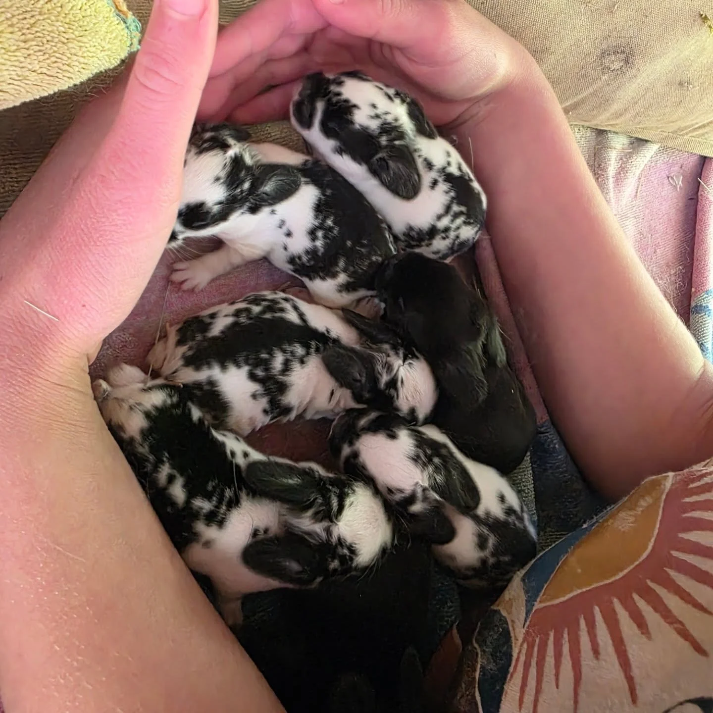 Our Mini Lop rabbit had babies a week ago. Here is a progression from the day they were born until today. Its amazing how fast they grow and get hair. In a few days their eyes should be open and they should be able to hear. How sweet spring is with a