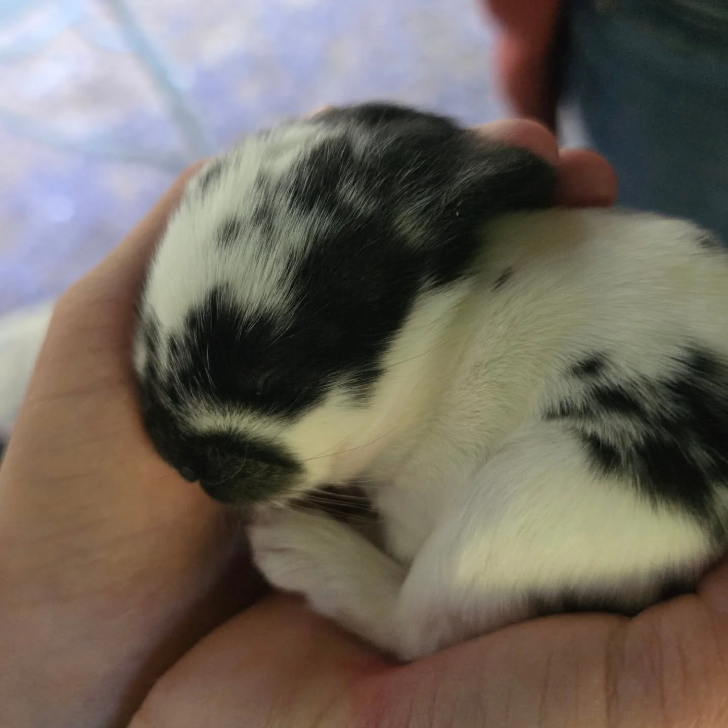 Bunny update! Bunnies are all super healthy and 10 days old! Their eyes should be opening soon. Its amazing how fast they grow!