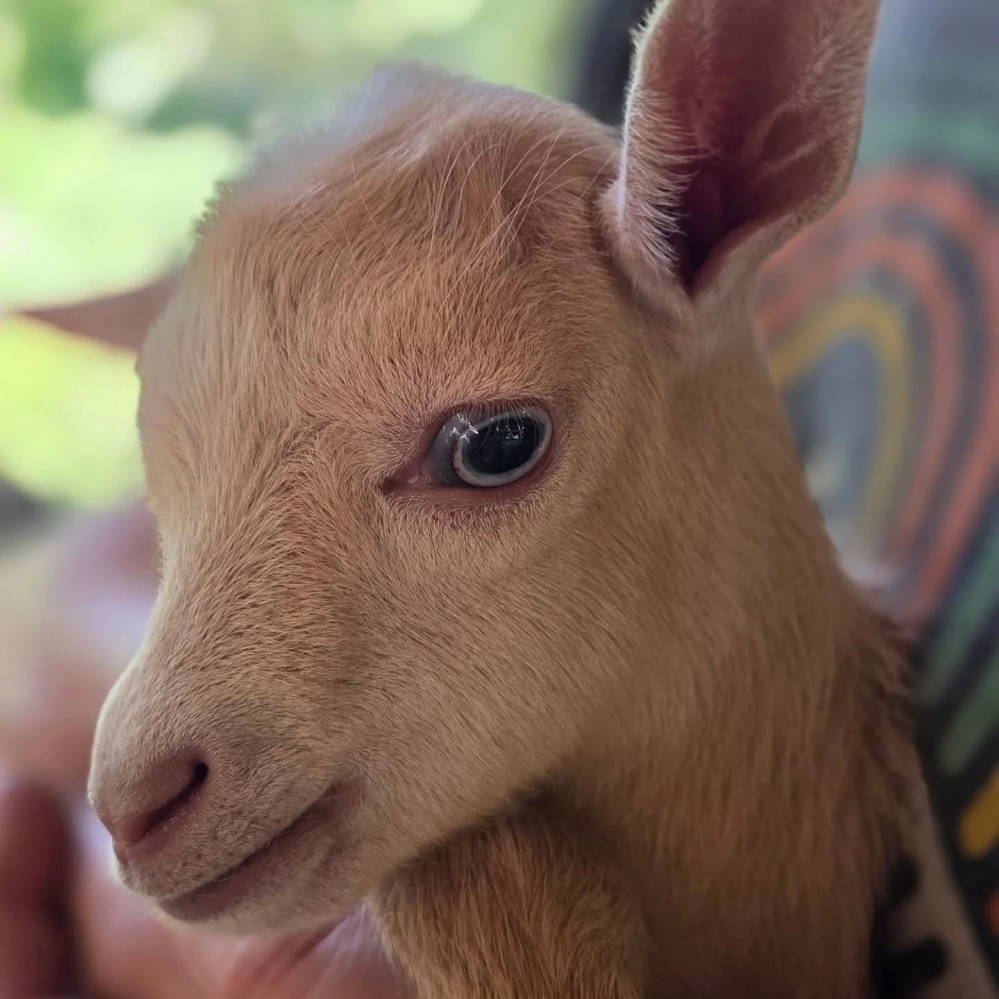 Welcome to the farm Ozzy! Born on 4/14 a beautiful golden boy with blue eyes!