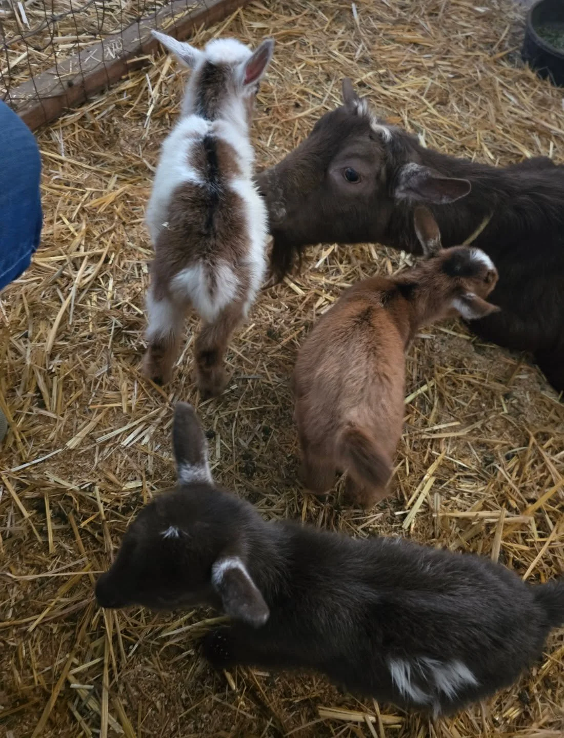 We've got some new babies in the barn!
