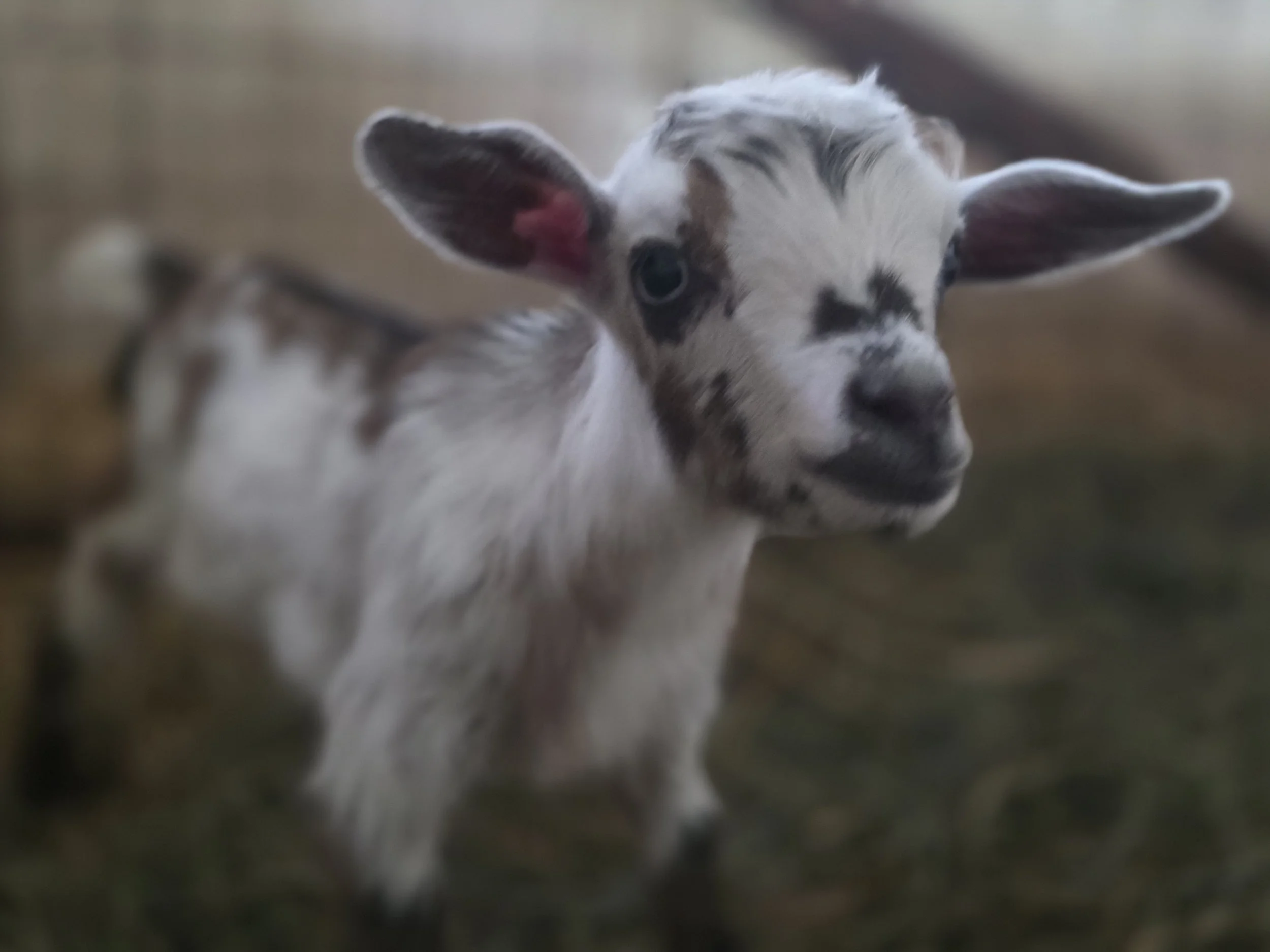 BabyGoat2.jpg