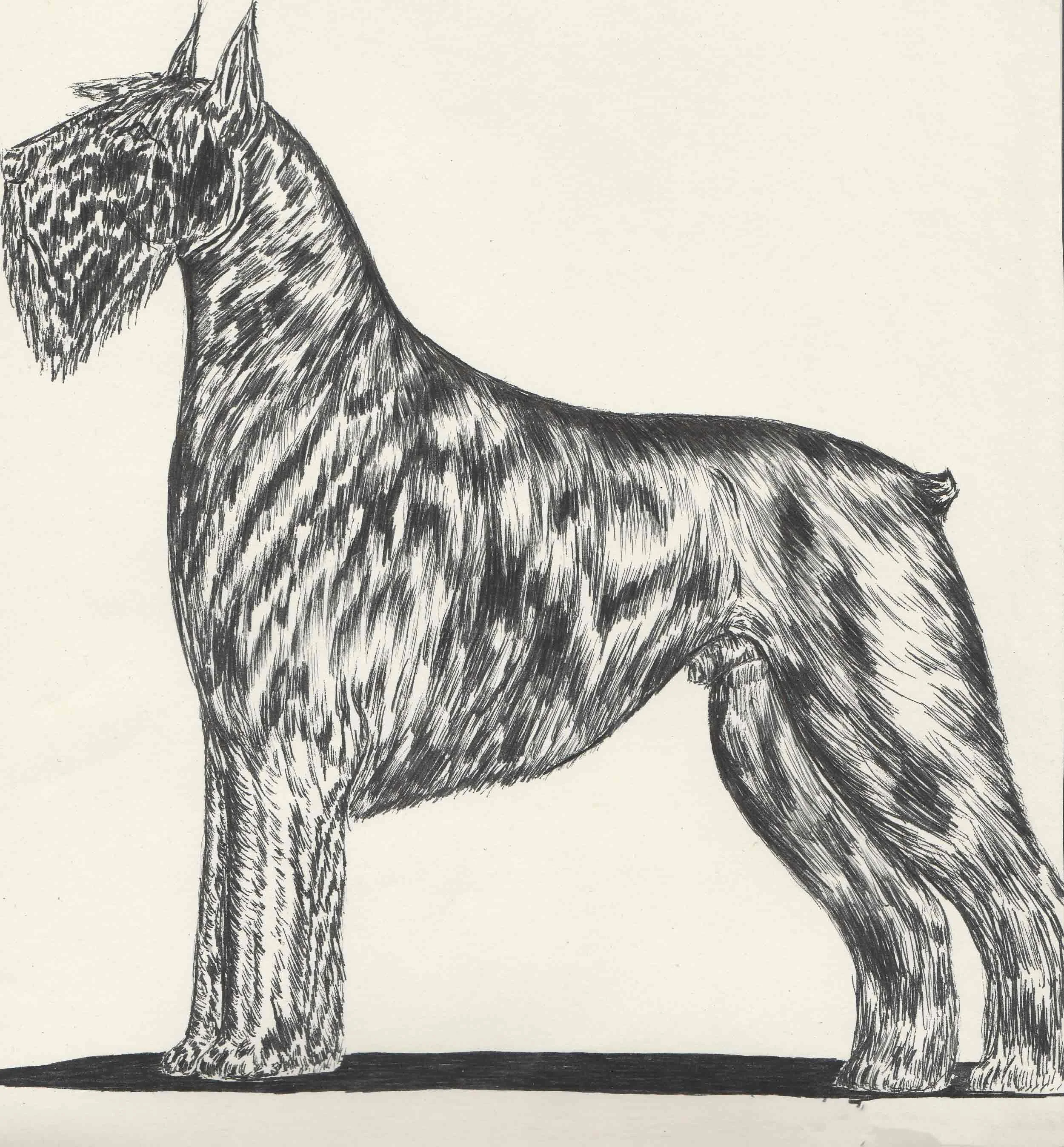 Dog2.jpg