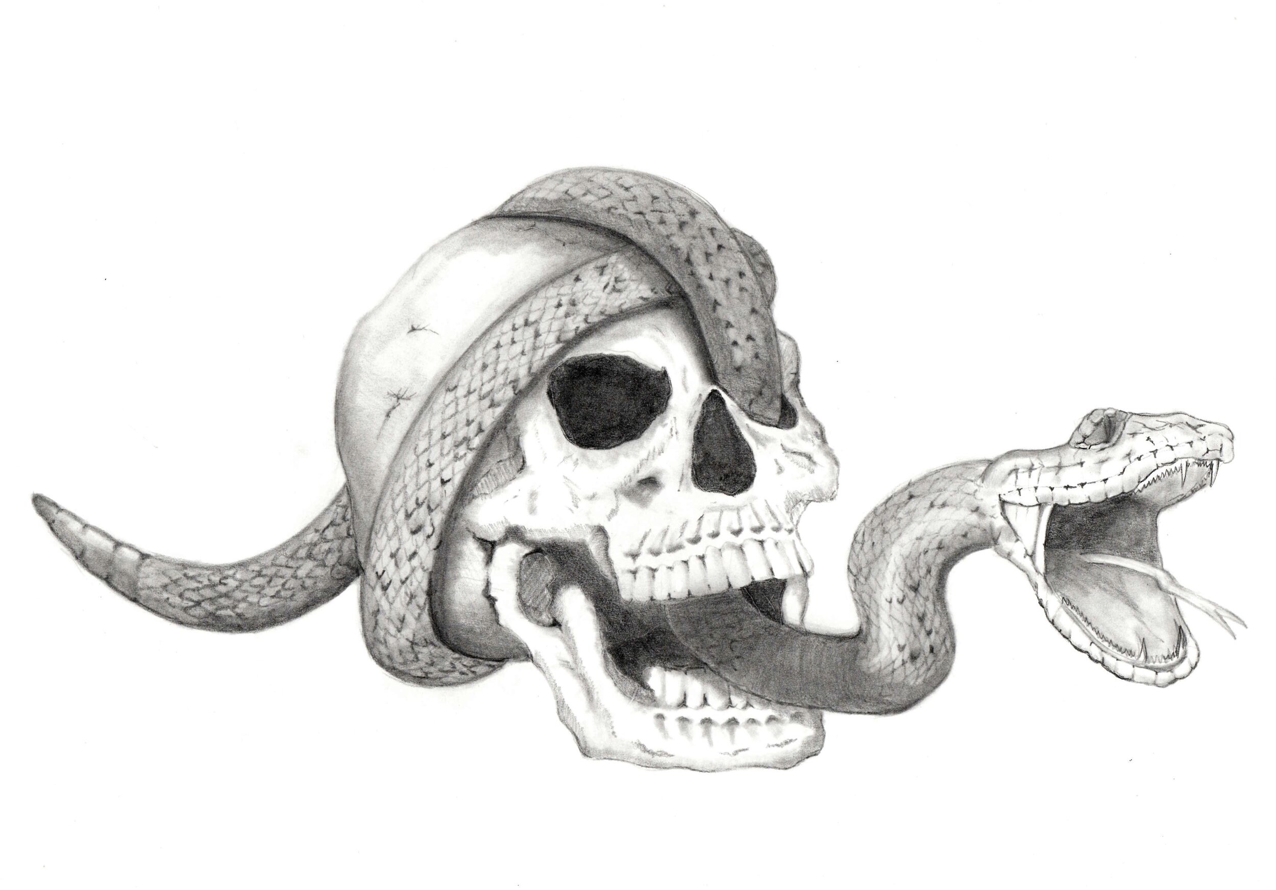 Skull & Snake