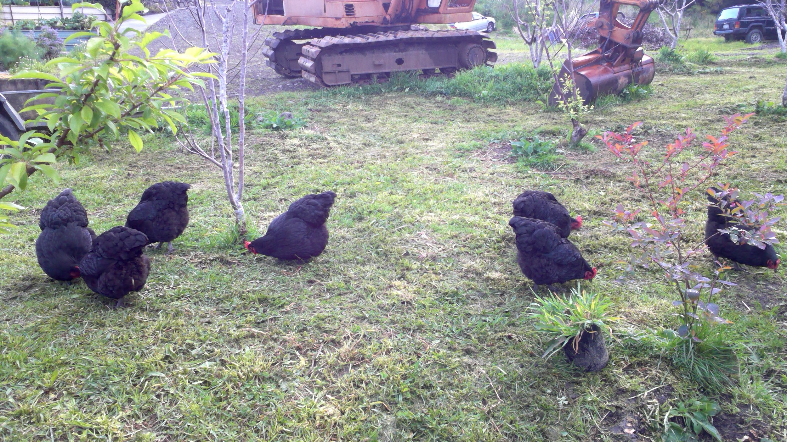 The Chickens