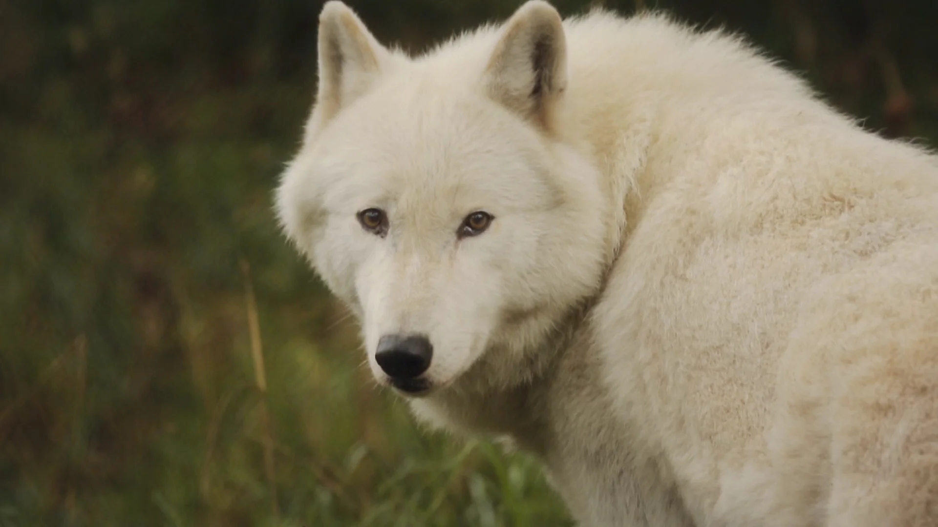 wolf.jpg