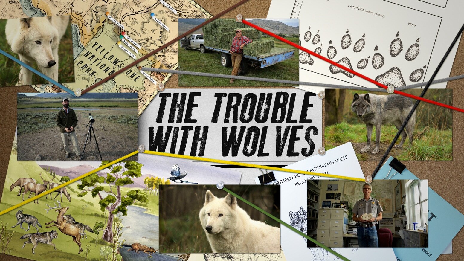 trouble with wolves.jpg