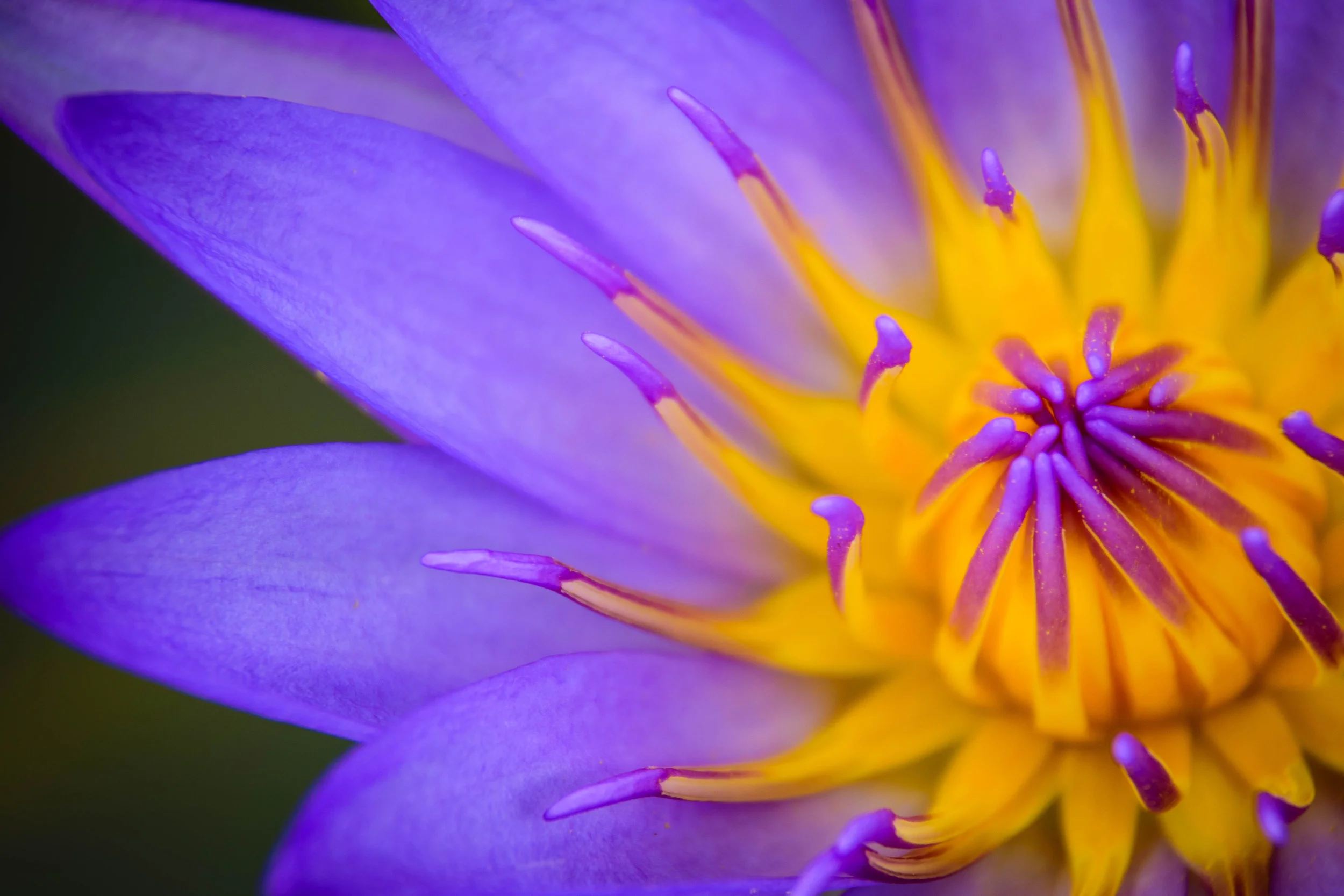 AdobeStock_88264666 (1).jpeg