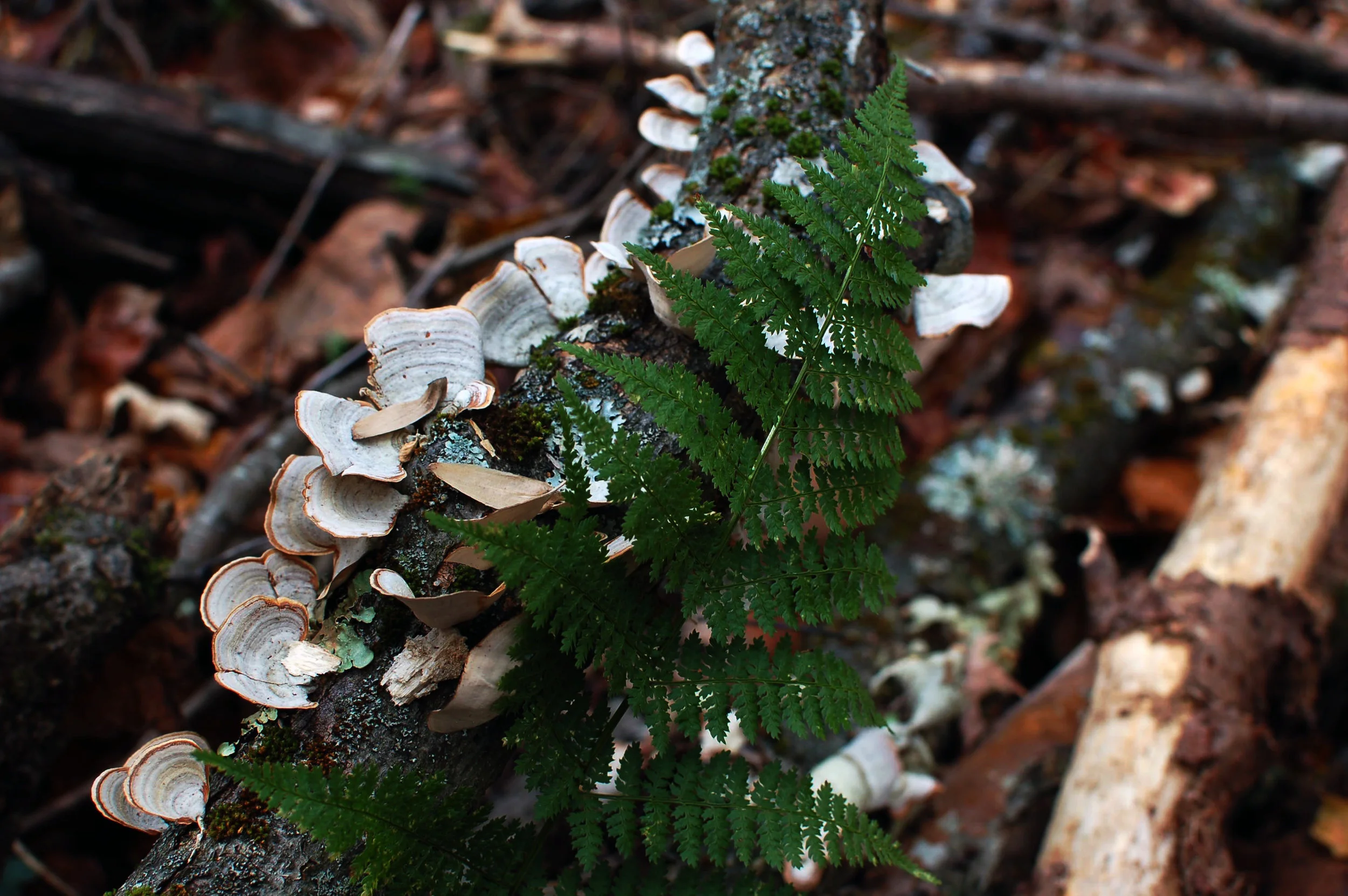 fern.jpg