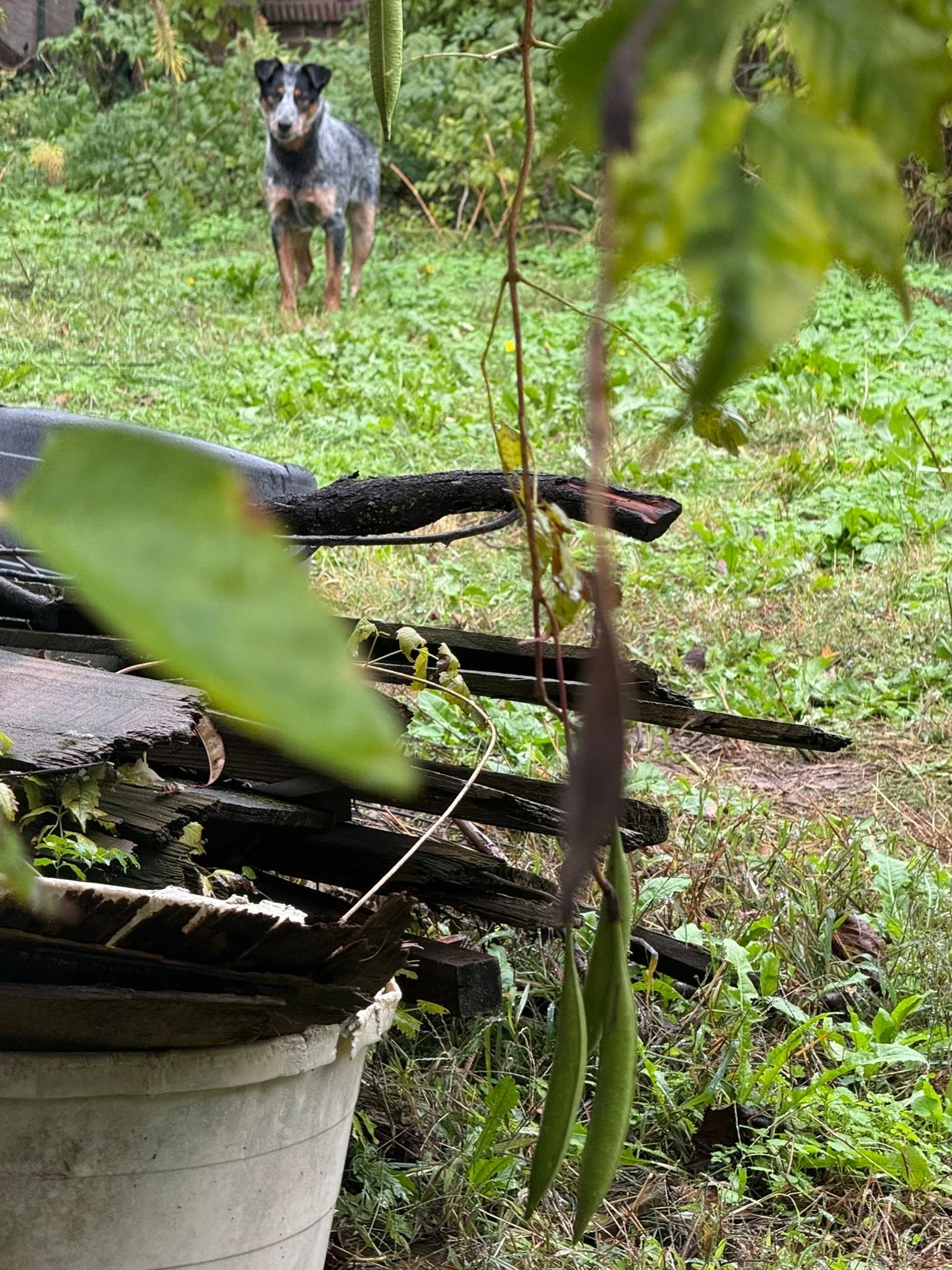 This dog is running around on Sherman Street. I could not get up to it to check for a collar.