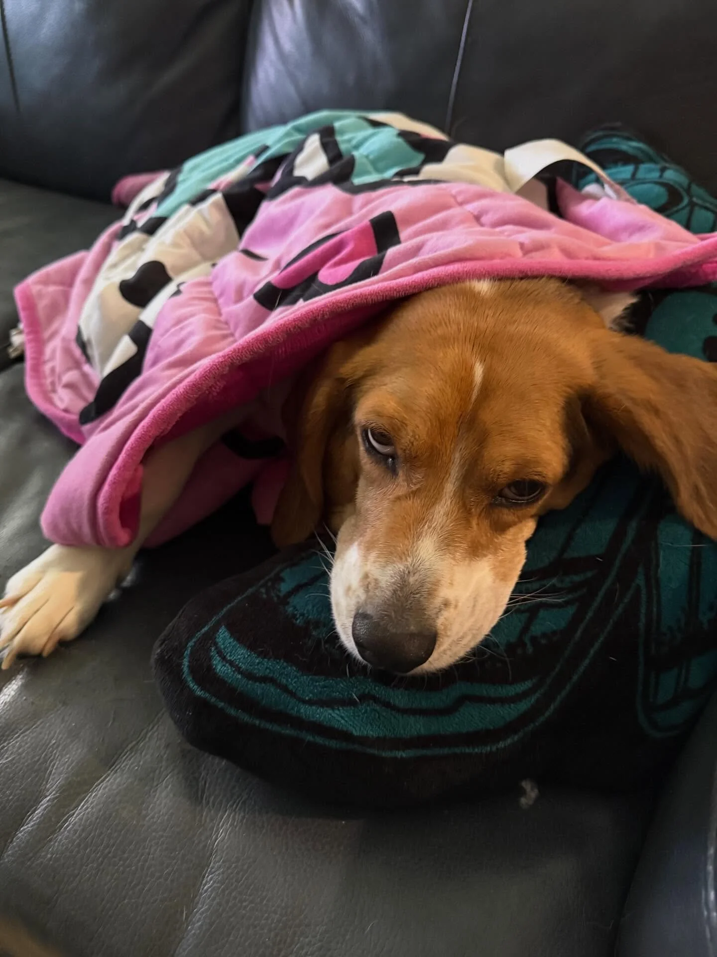 This Walter dog has no time for my nonsense.