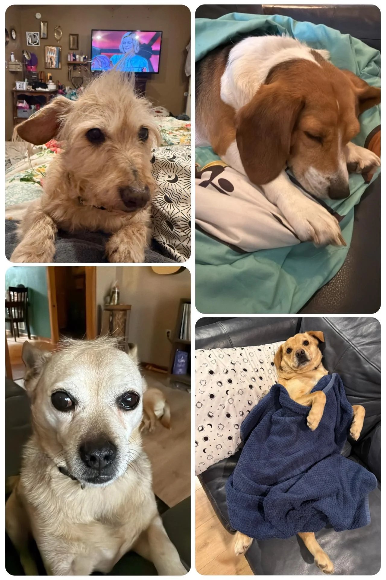 Our rescue herd.  Claws &amp; Paws Animal Adoption Center