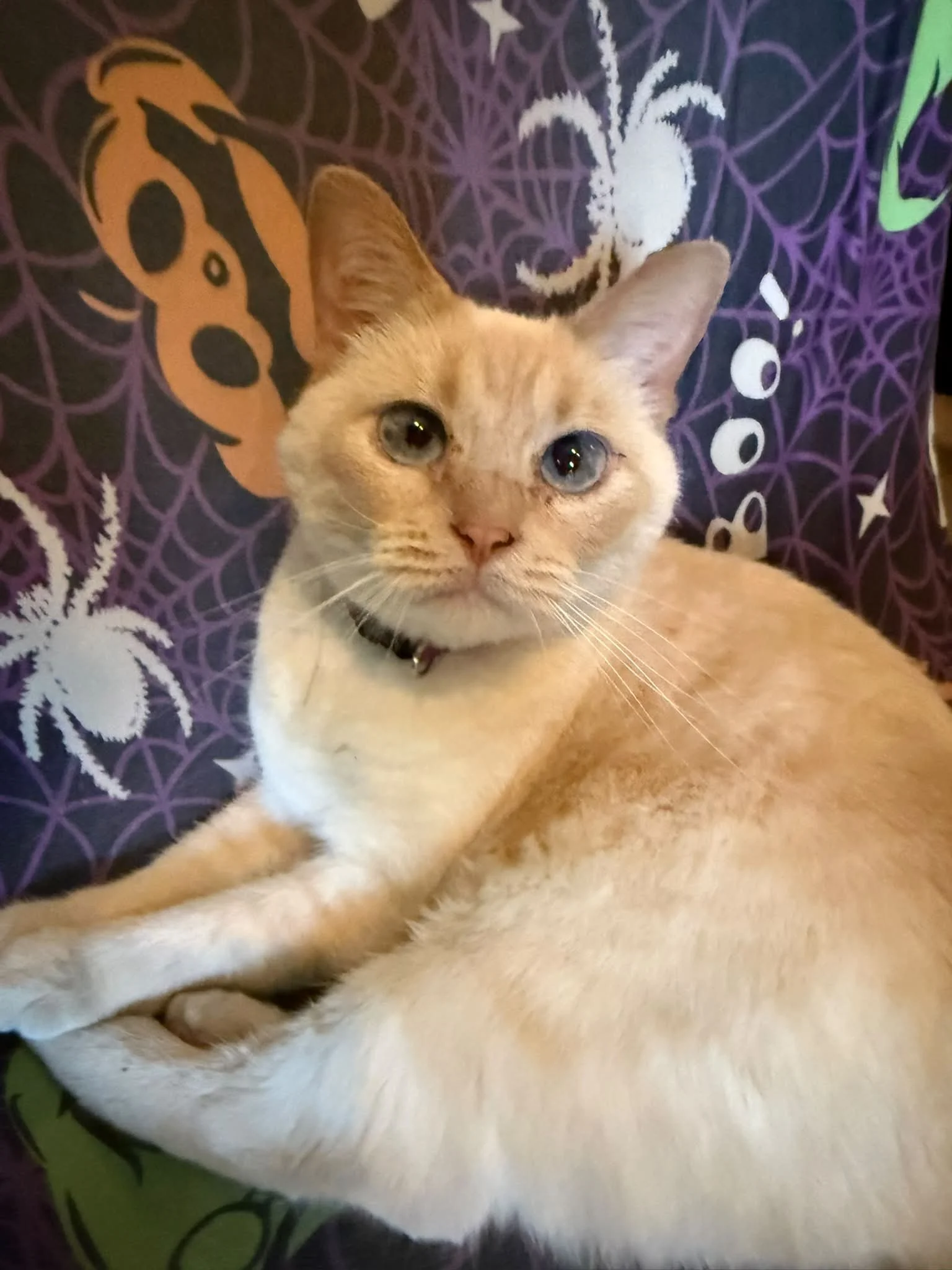 MC got out the dog door. Missing near Boswell school. Please share this. MC is white-ish, seven years old, bobtail, and very sweet. She is micro chipped. She is loved.