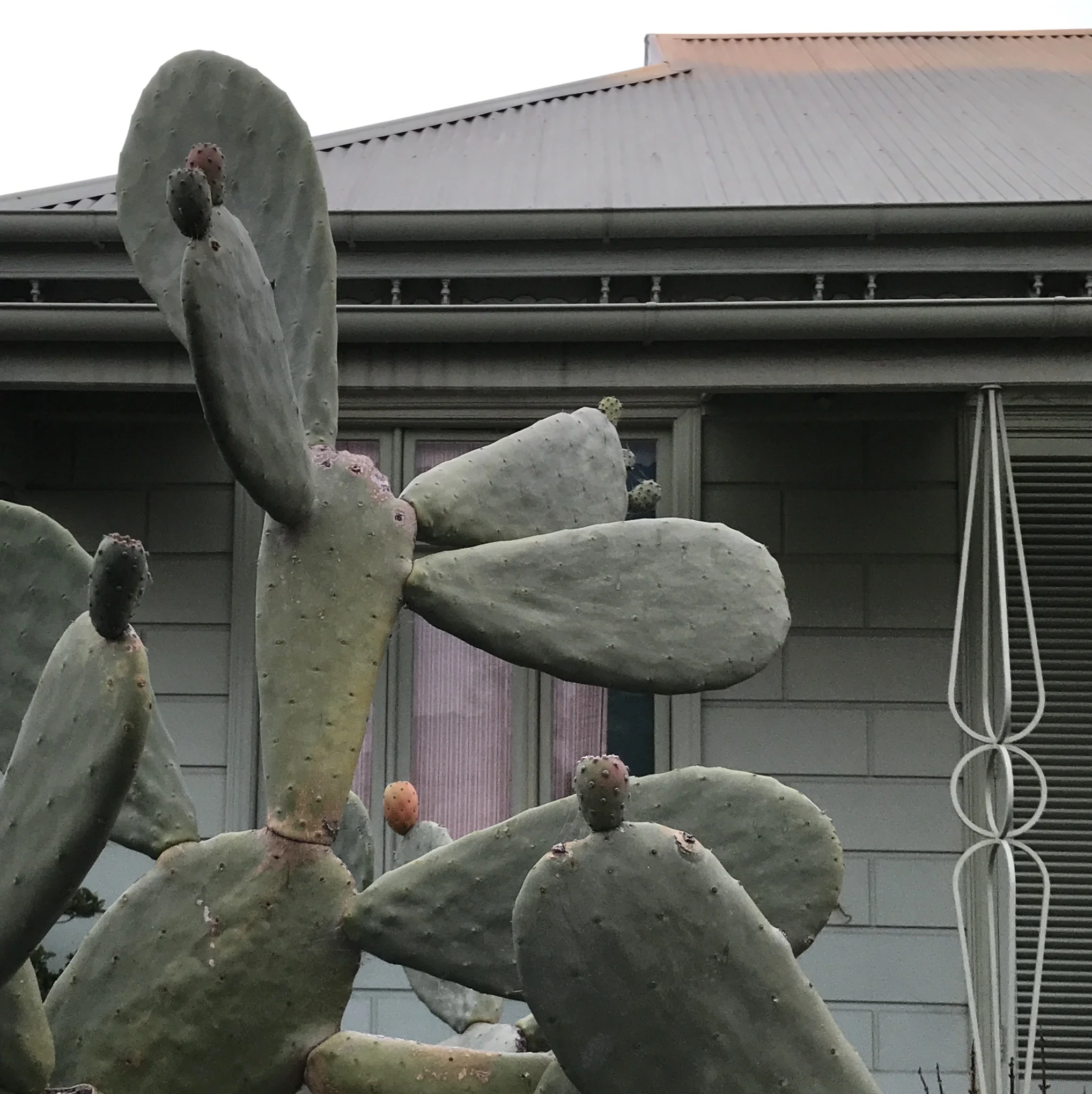 rae opuntia.jpg